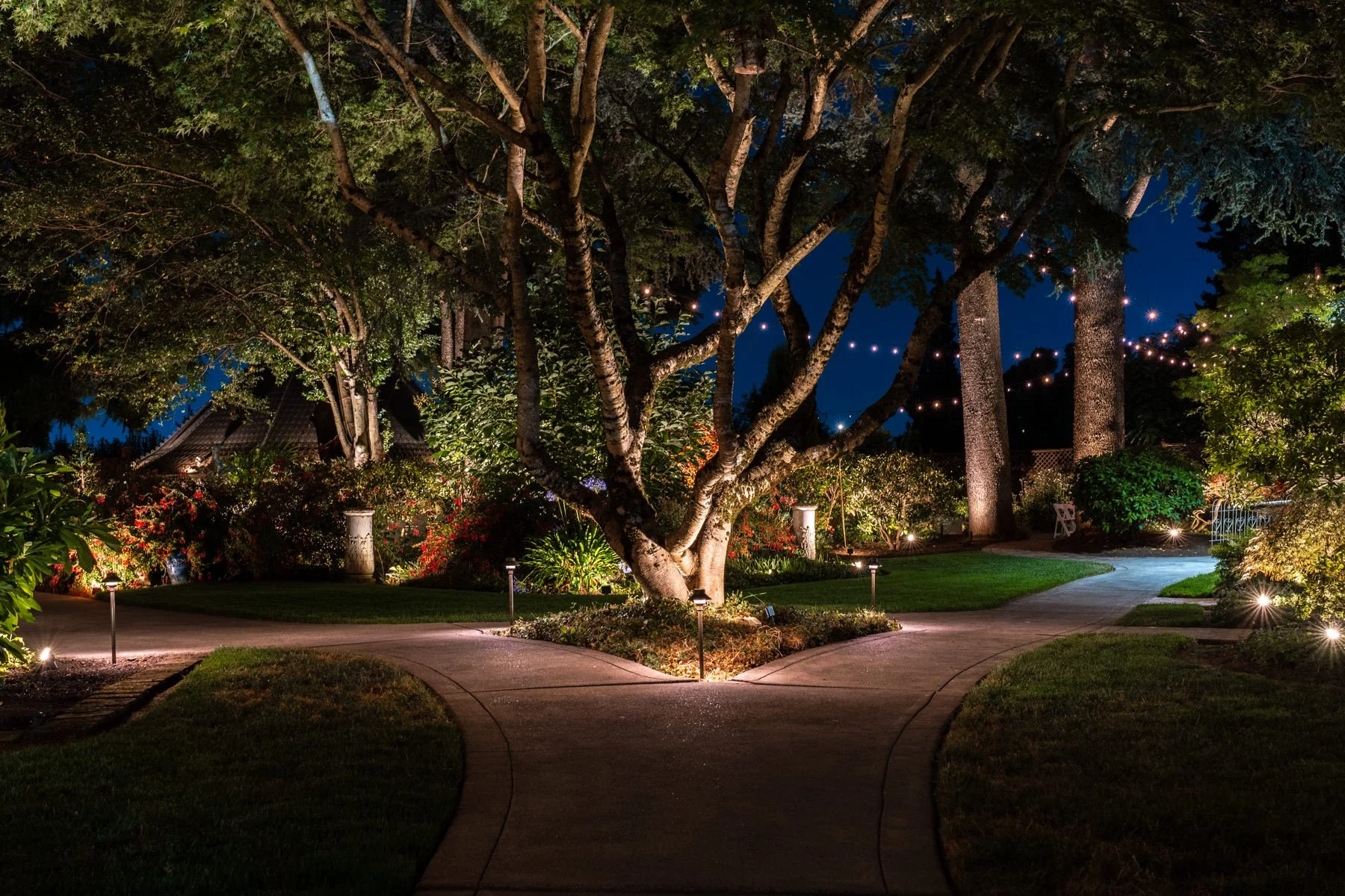 Night view of a landscaped backyard garden with a central tree, illuminated by pathway and garden lights, and string lights overhead.