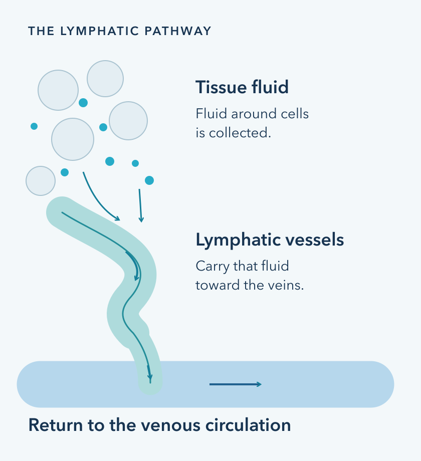 Conceptual physiology: excess tissue fluid enters lymphatic vessels, travels toward the veins, and returns to the venous circulation. Arrows show normal flow; no Lymphatix device is depicted.