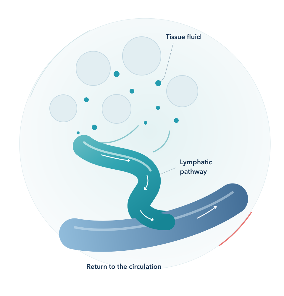 Conceptual illustration of tissue fluid entering the lymphatic pathway and returning to the circulation. No Lymphatix device is shown.