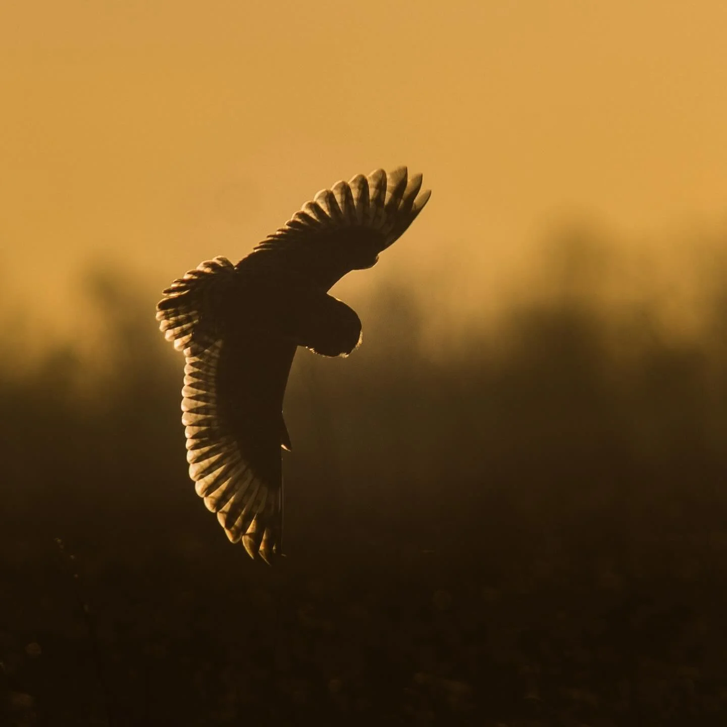 Short Eared Owl Sunset Silhouette 🌅

Superb light today produced some amazing scenes within the golden hour which allowed a great backdrop and offer something different to the classic dull winter weather! 

#wildlife #owls #shortearedowls #uk #canon