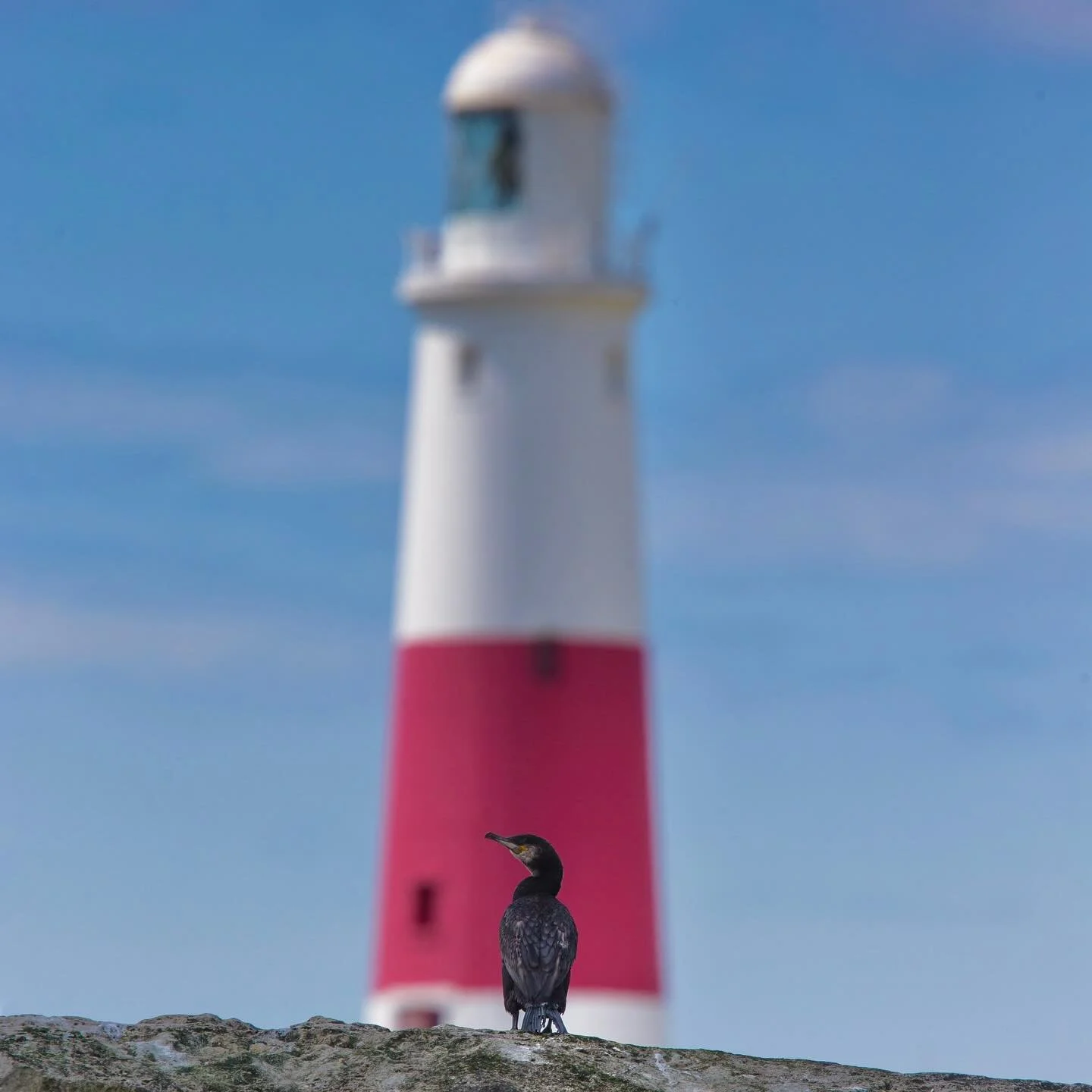 Cormorant at Portland Bill Lighthouse offering a rather fitting symmetrical background! 

#wildlife #photography #uk
