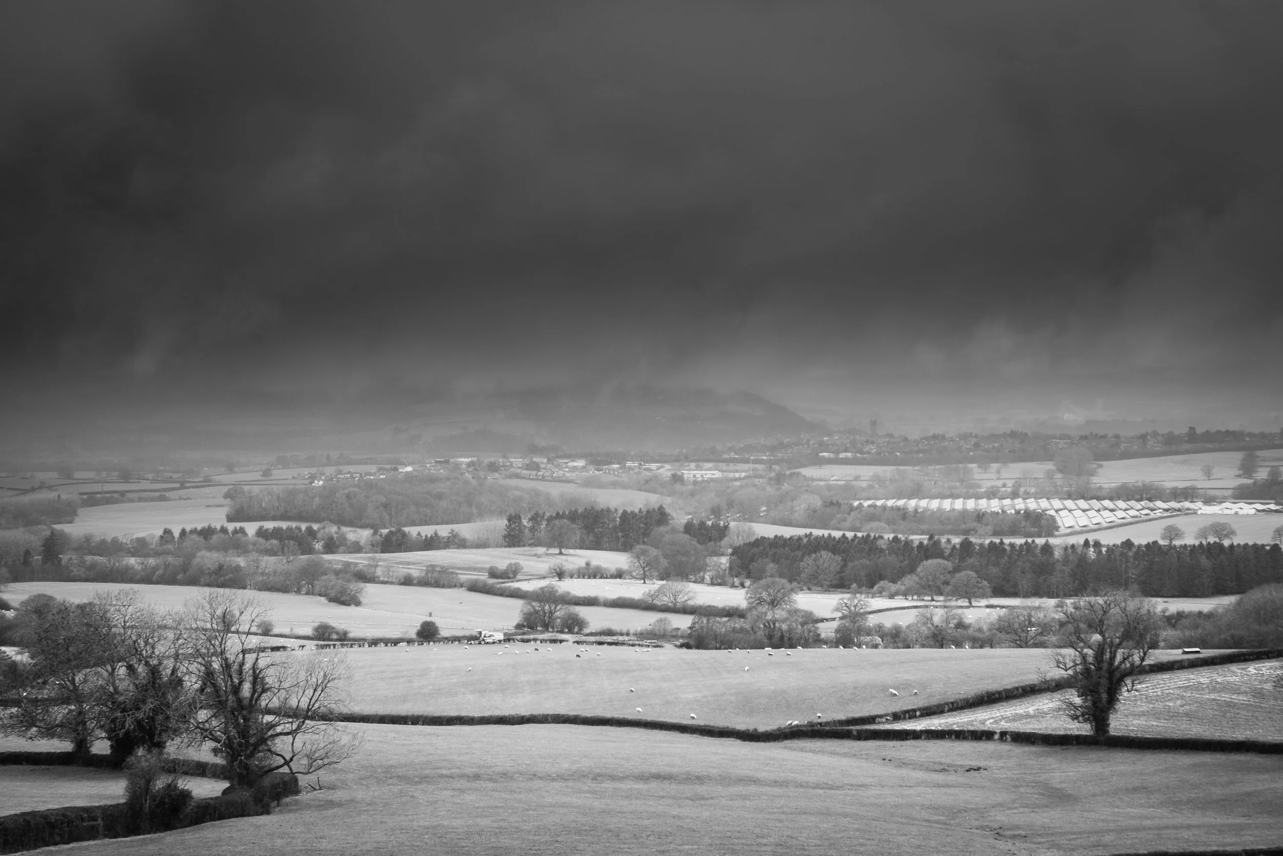 A black and white landscape featuring rolling fields with scattered trees, some sheep grazing, and a distant horizon with dark storm clouds overhead.