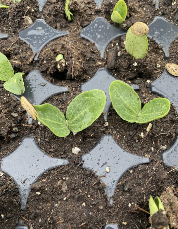 Agriculture Consulting