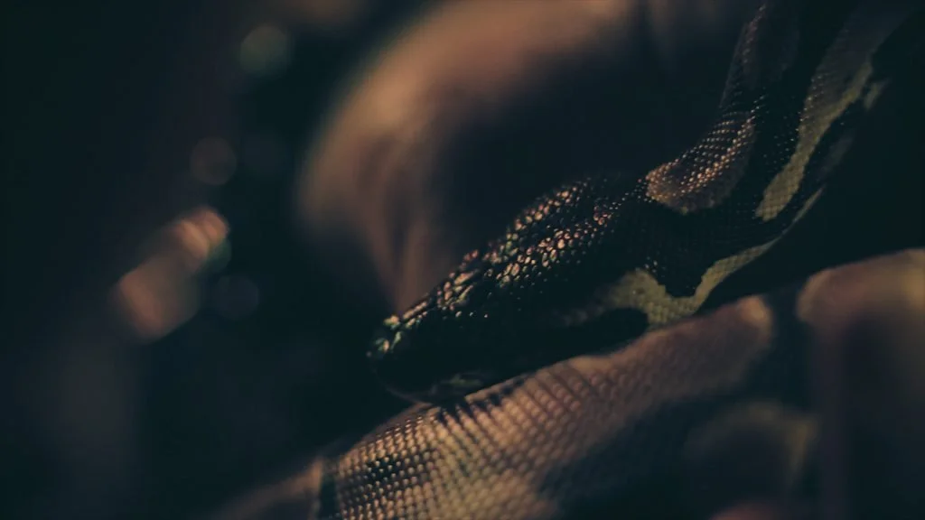 Serpiente de colores enroscada sobre tela oscura.