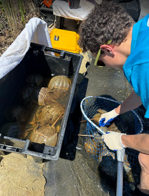 Monitoring the horseshoe crab population at Cape Cod National Seashore.