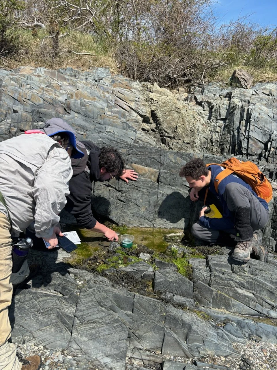 Identifying tide pool organisms during a volunteer bioblitz I helped lead for the City Nature Challenge.