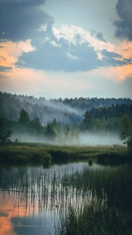 Misty forest and calm lake beneath softly lit clouds.