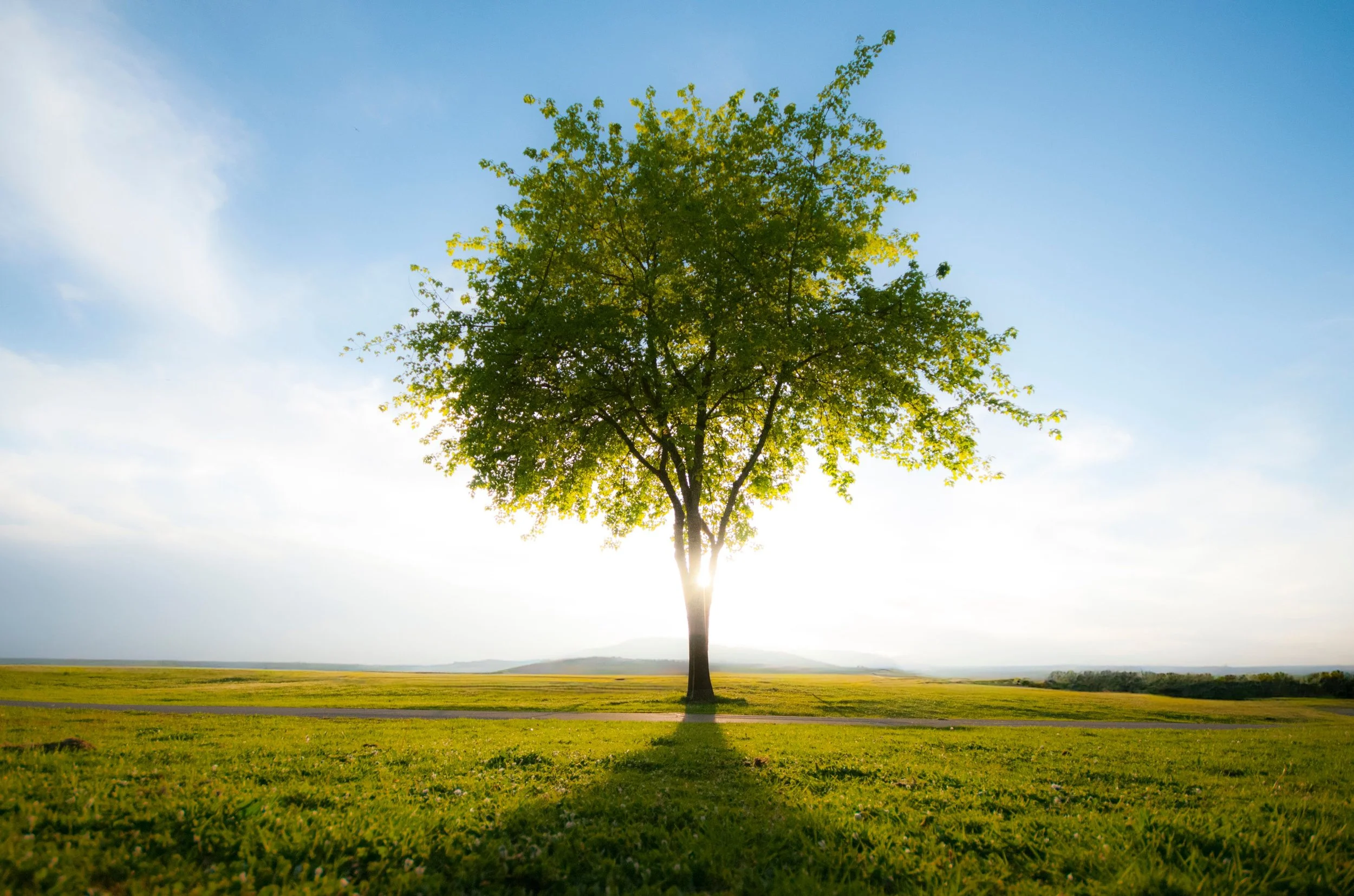A solitary green tree standing in an open field with a bright blue sky and the sun shining through the branches.