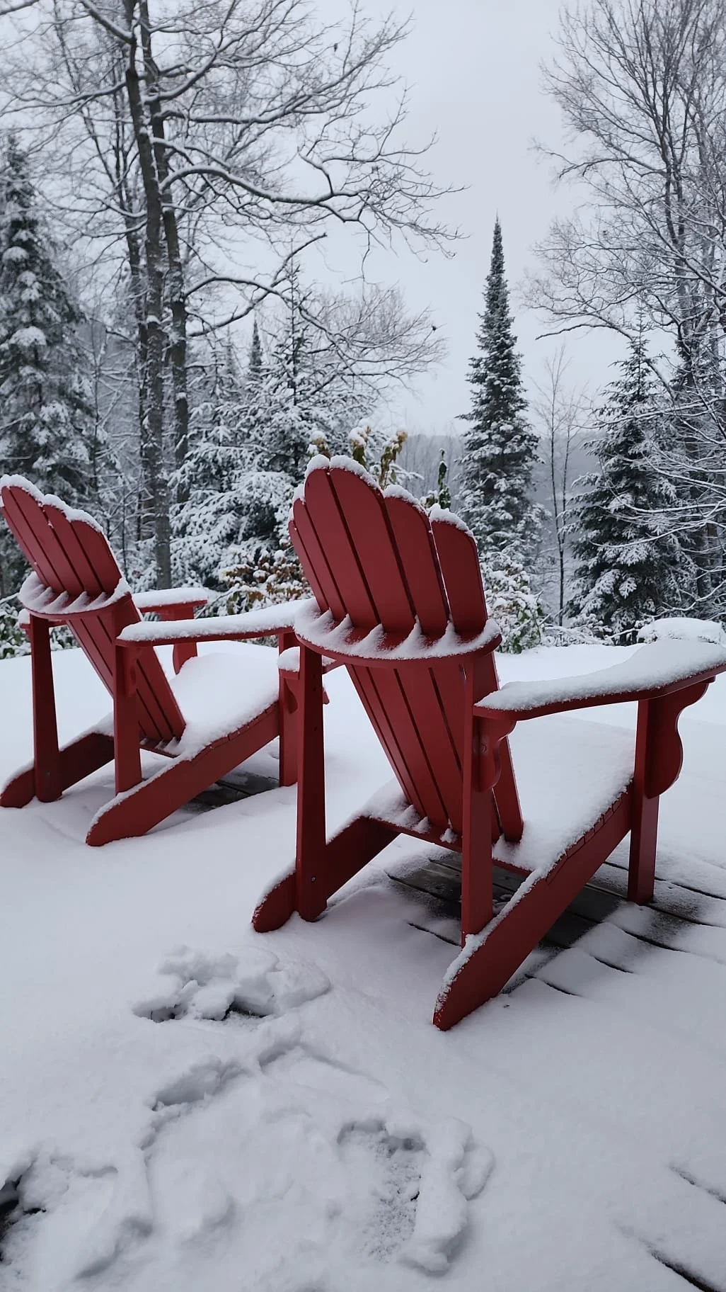 Enjoy the white beauty of the winter