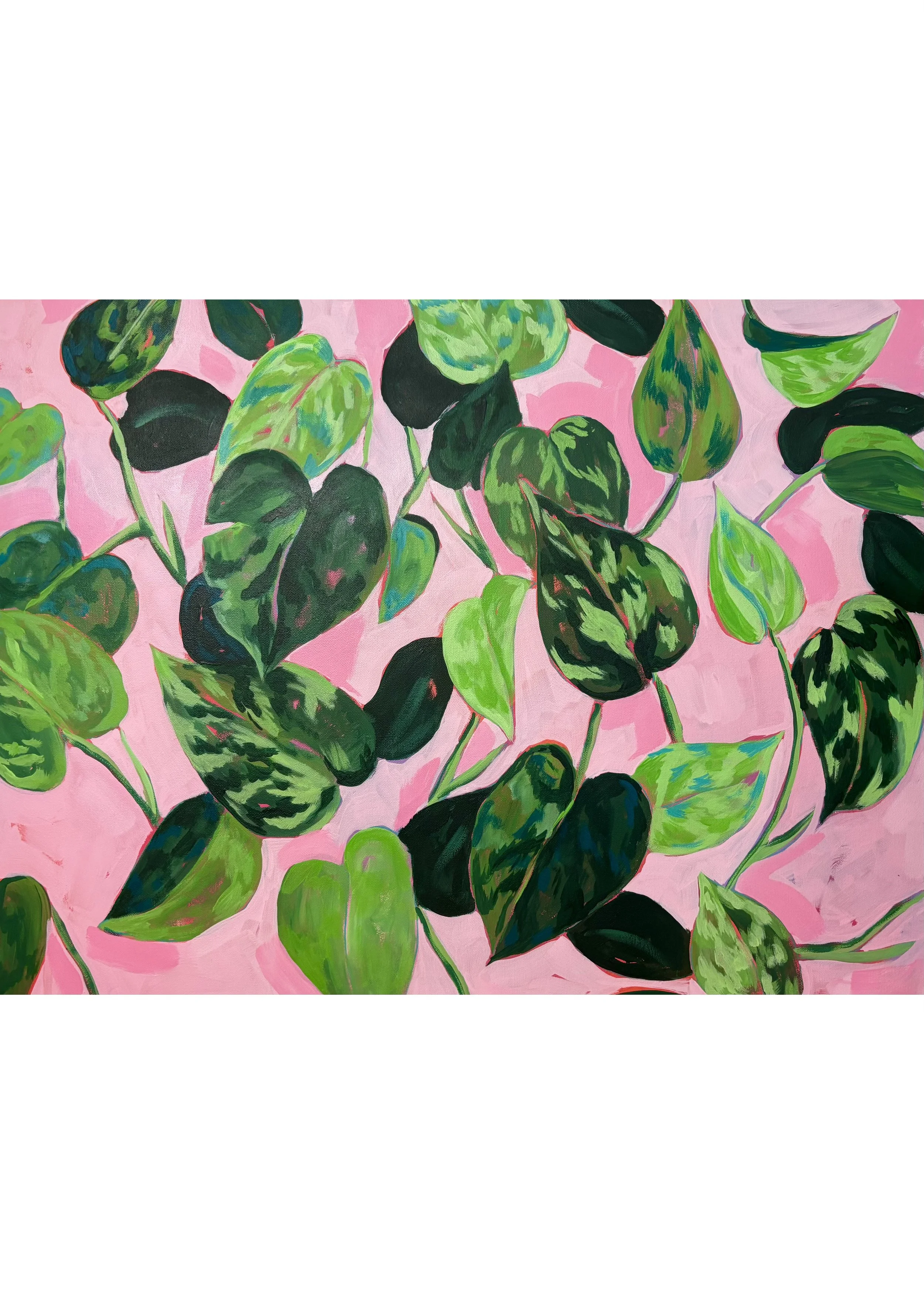 Pink Pothos