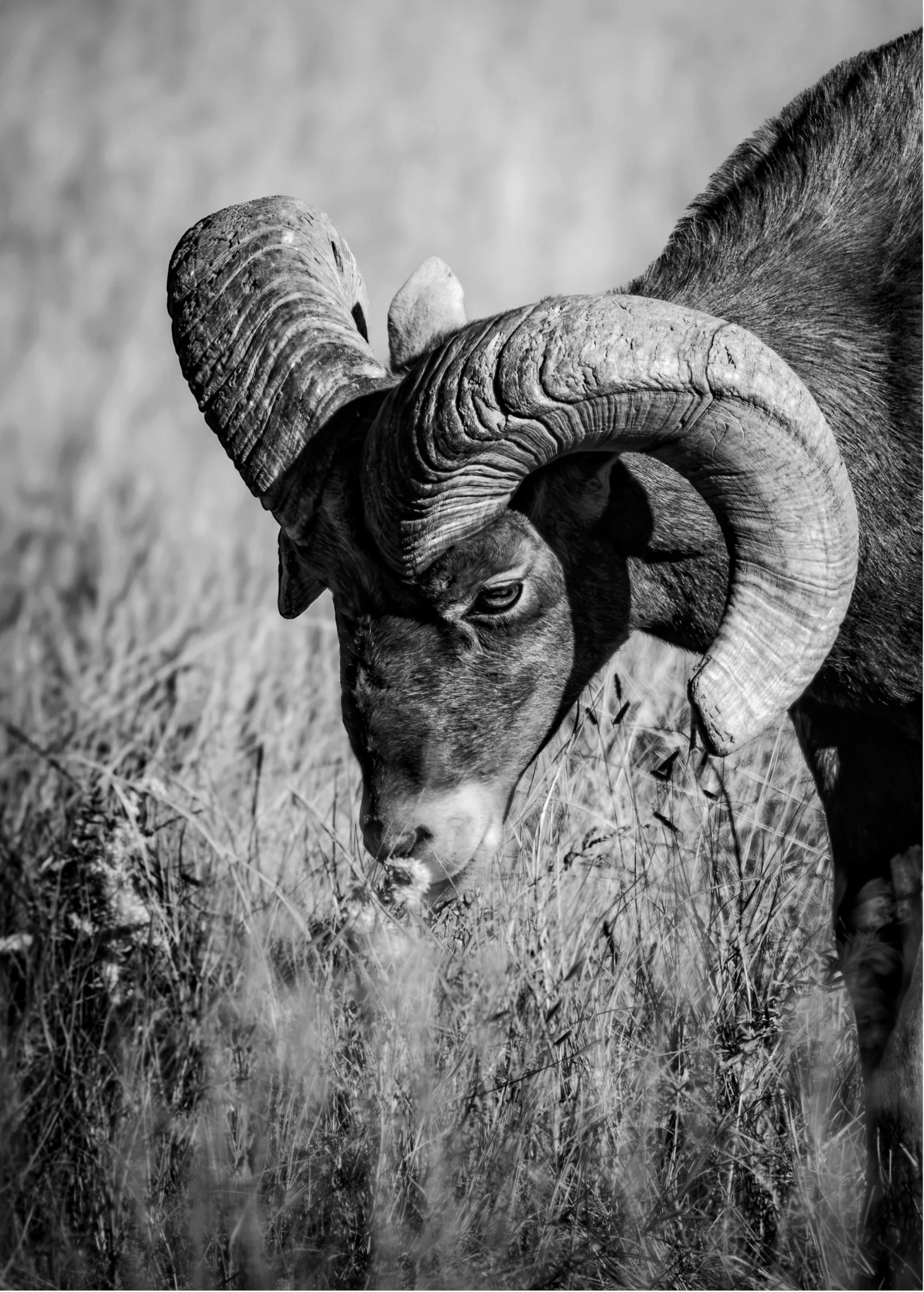 Laying Stepping Stones: in Life, in Conservation