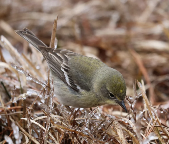 Screenshot 2025-08-19 at 5.17.30 PM.png