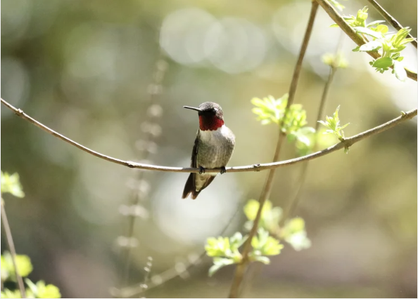 Screenshot 2025-08-19 at 5.18.11 PM.png