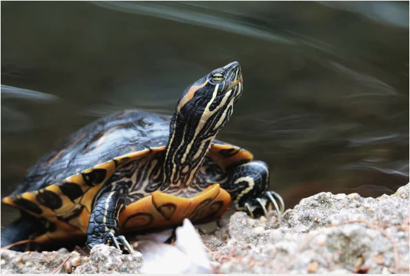 Screenshot 2025-08-19 at 5.18.05 PM.png