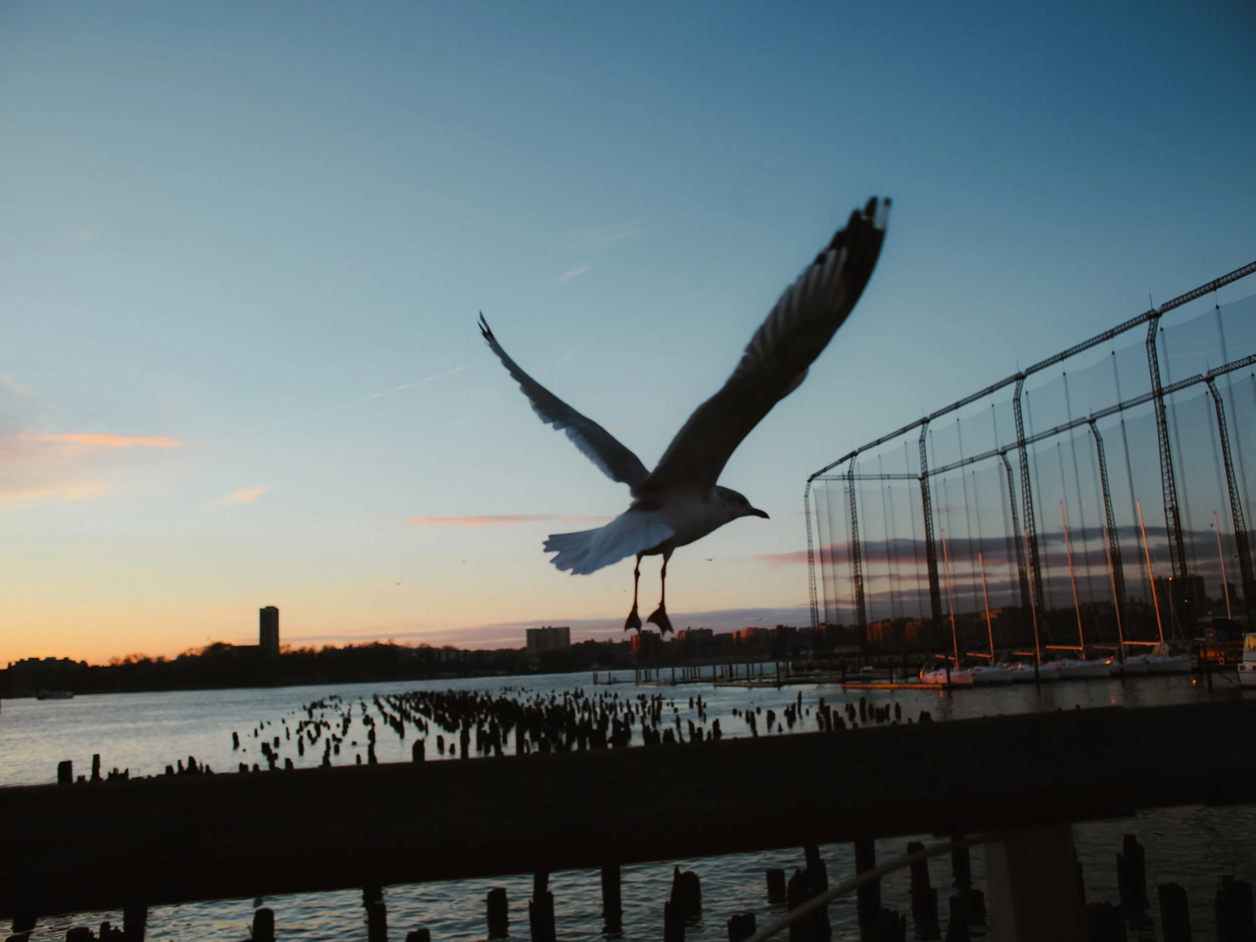 Seagull flying near a waterfront during sunset, with a cityscape and a large netted structure in the background.