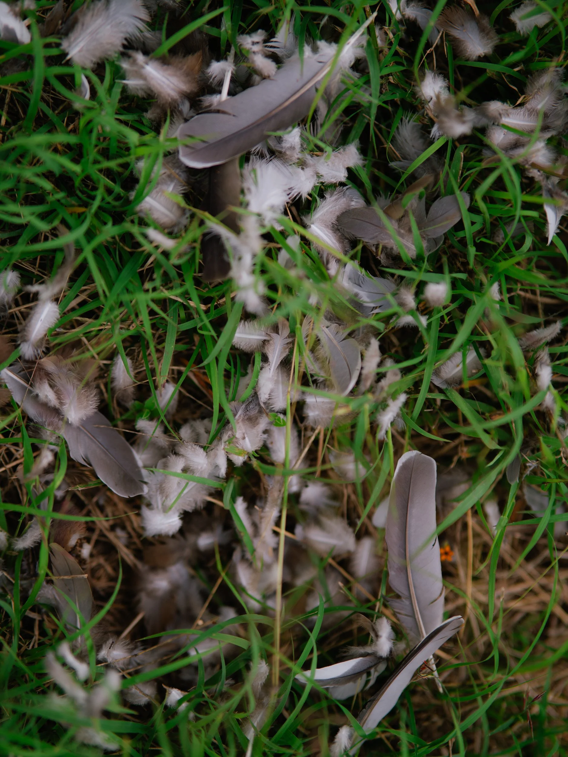 A close-up view of grass and scattered feathers, including some with fluffy white down and others with smooth gray and white barbs.