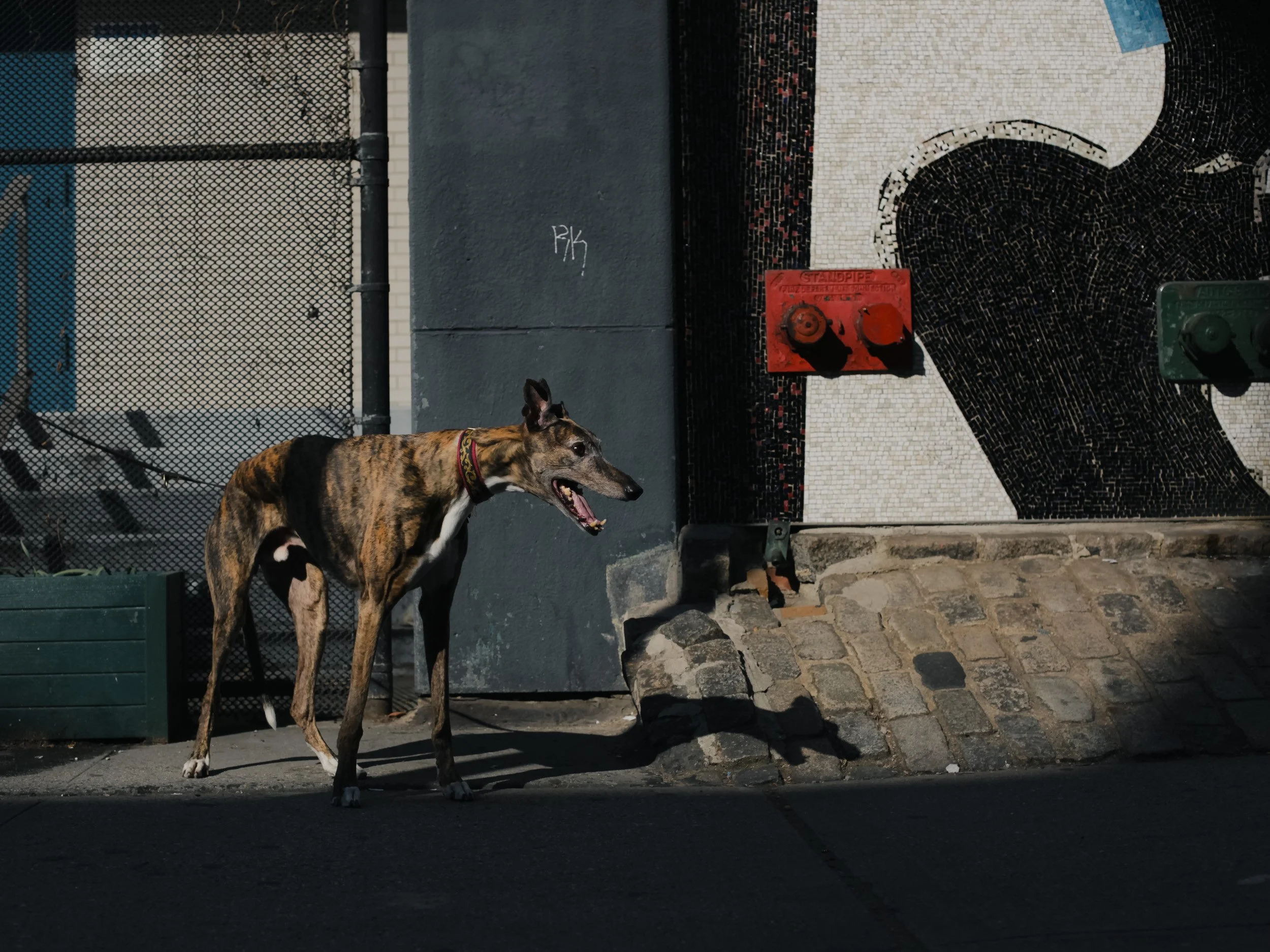 A brindle greyhound standing on a paved sidewalk next to a building wall with a mural of an animal in mosaic tiles, a red fire hydrant, and a chain-link fence in the background.