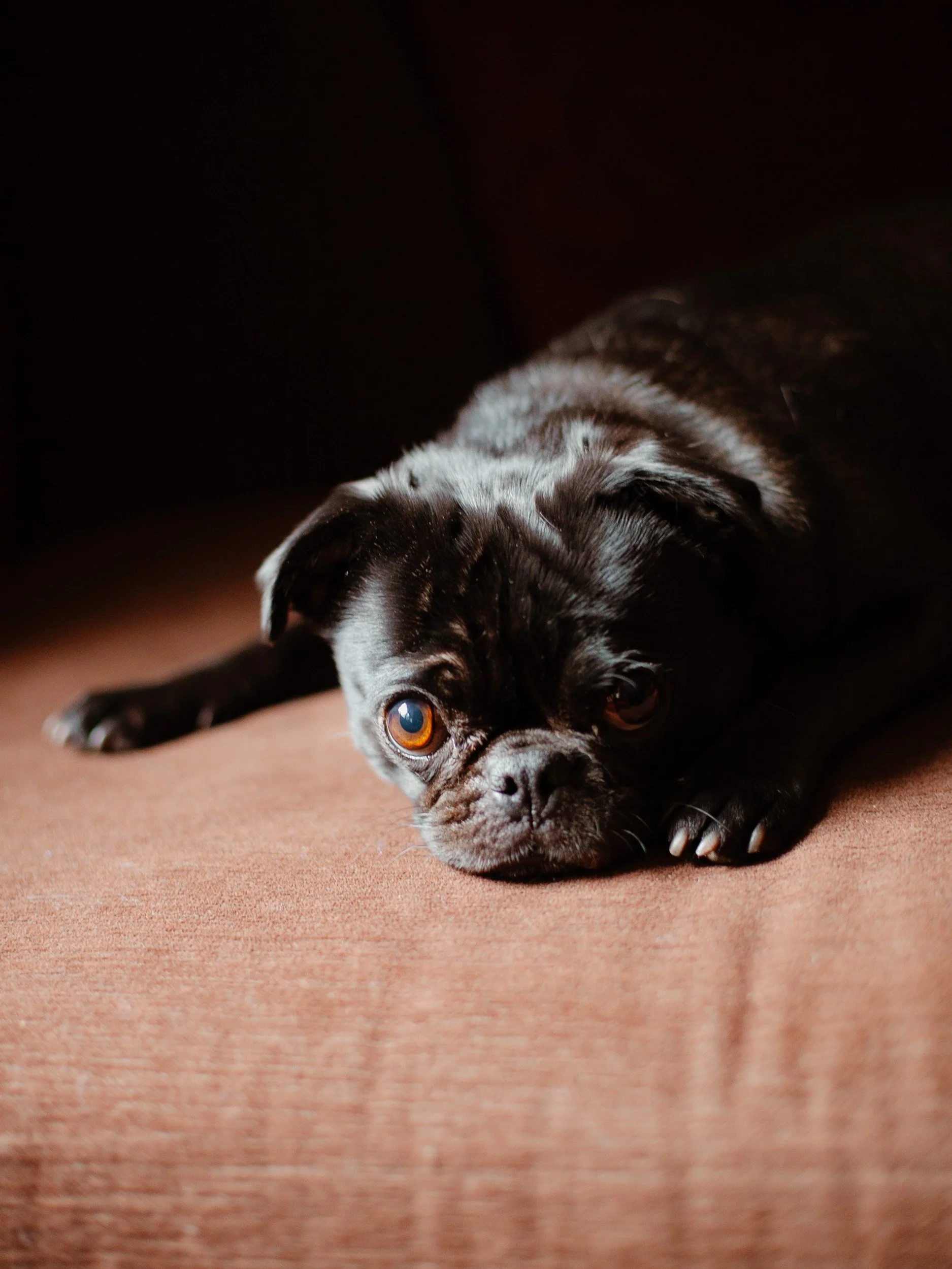 A small black pug lying on a brown surface, resting its head on the ground with wide, expressive eyes looking directly at the camera.