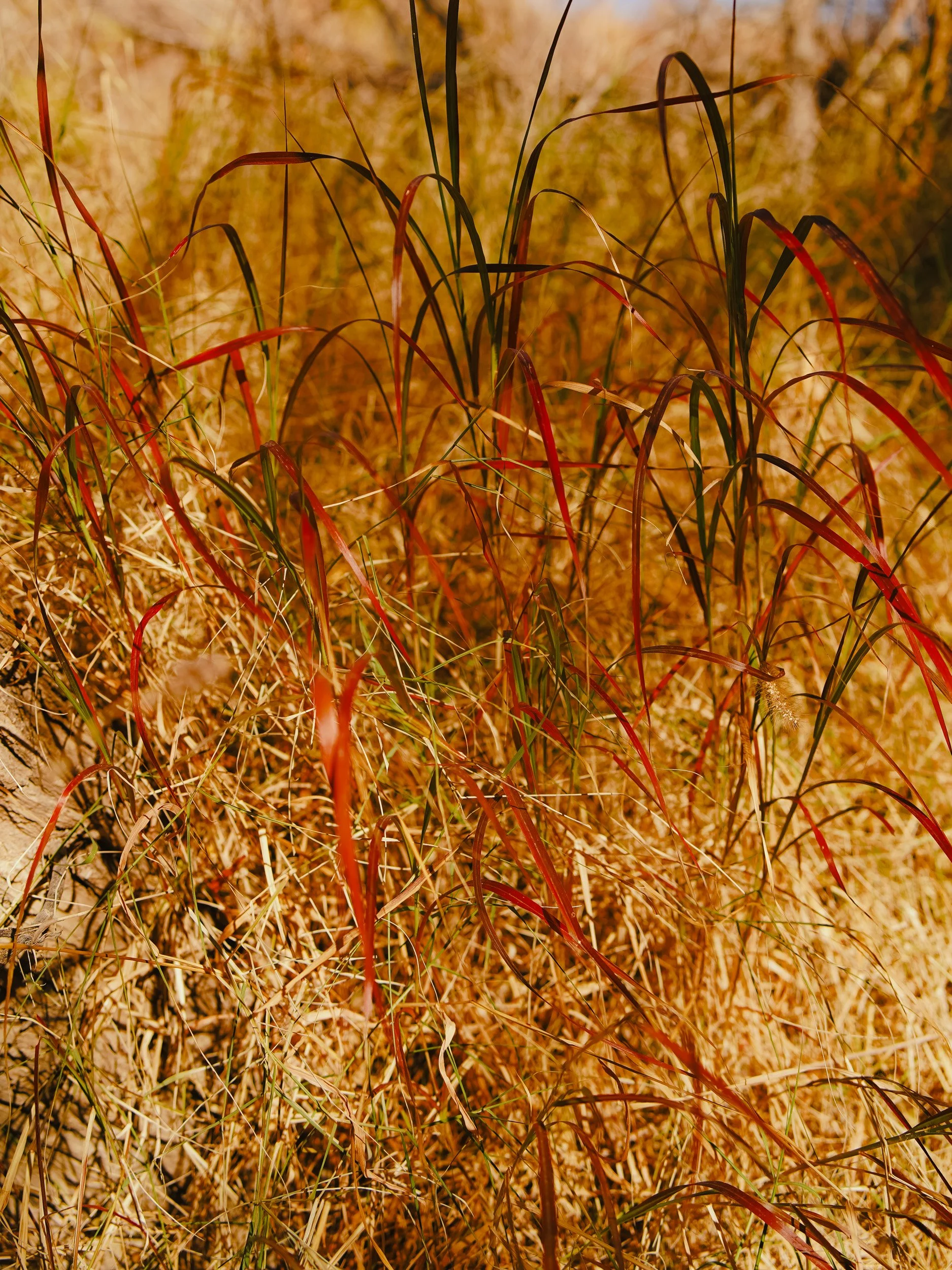 Close-up of dry grass with reddish and yellowish hues, with some green grass blades, in a natural outdoor setting.