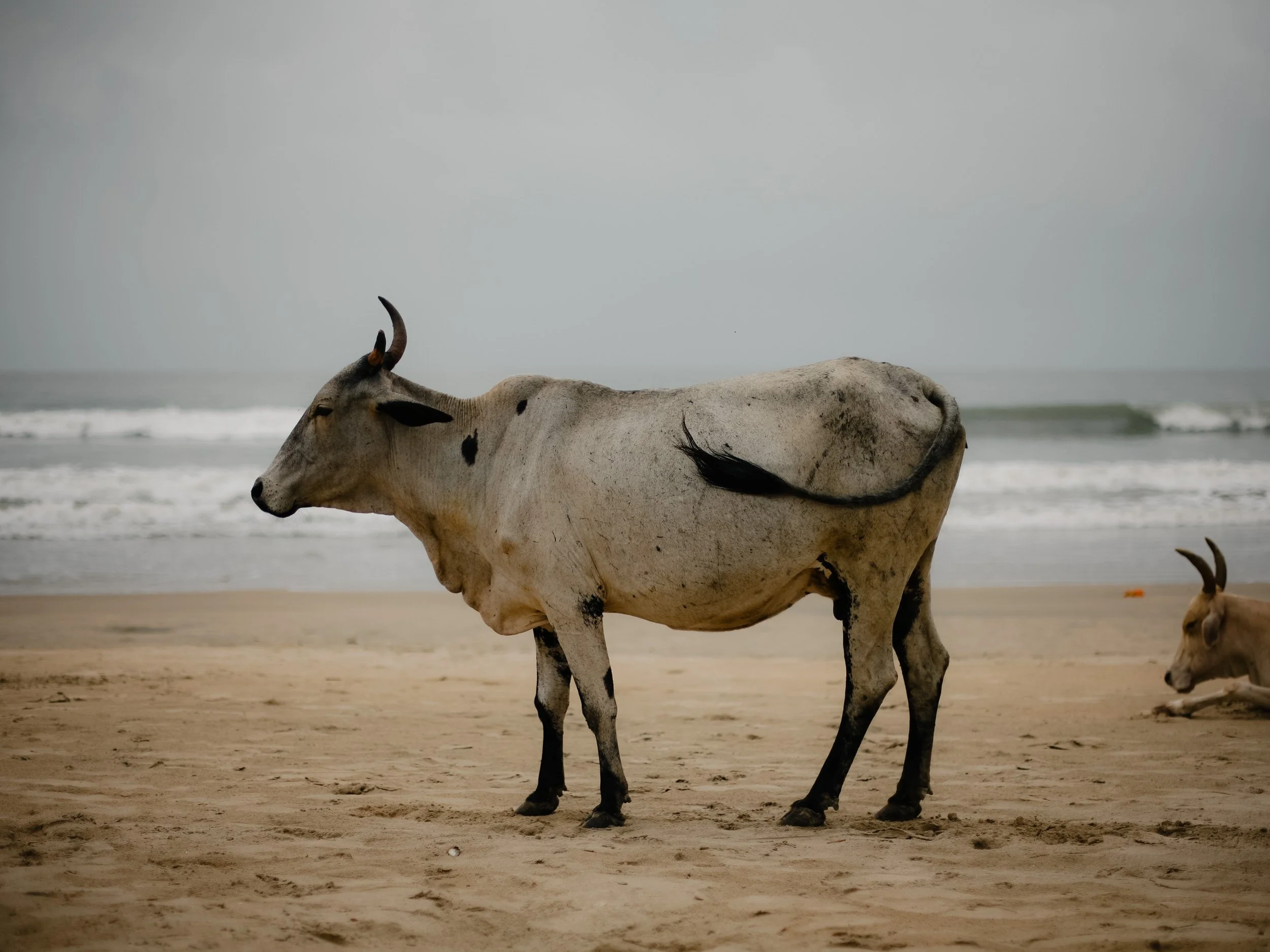 A cow standing on a sandy beach near the ocean with cloudy sky in the background, and another cow lying down nearby.