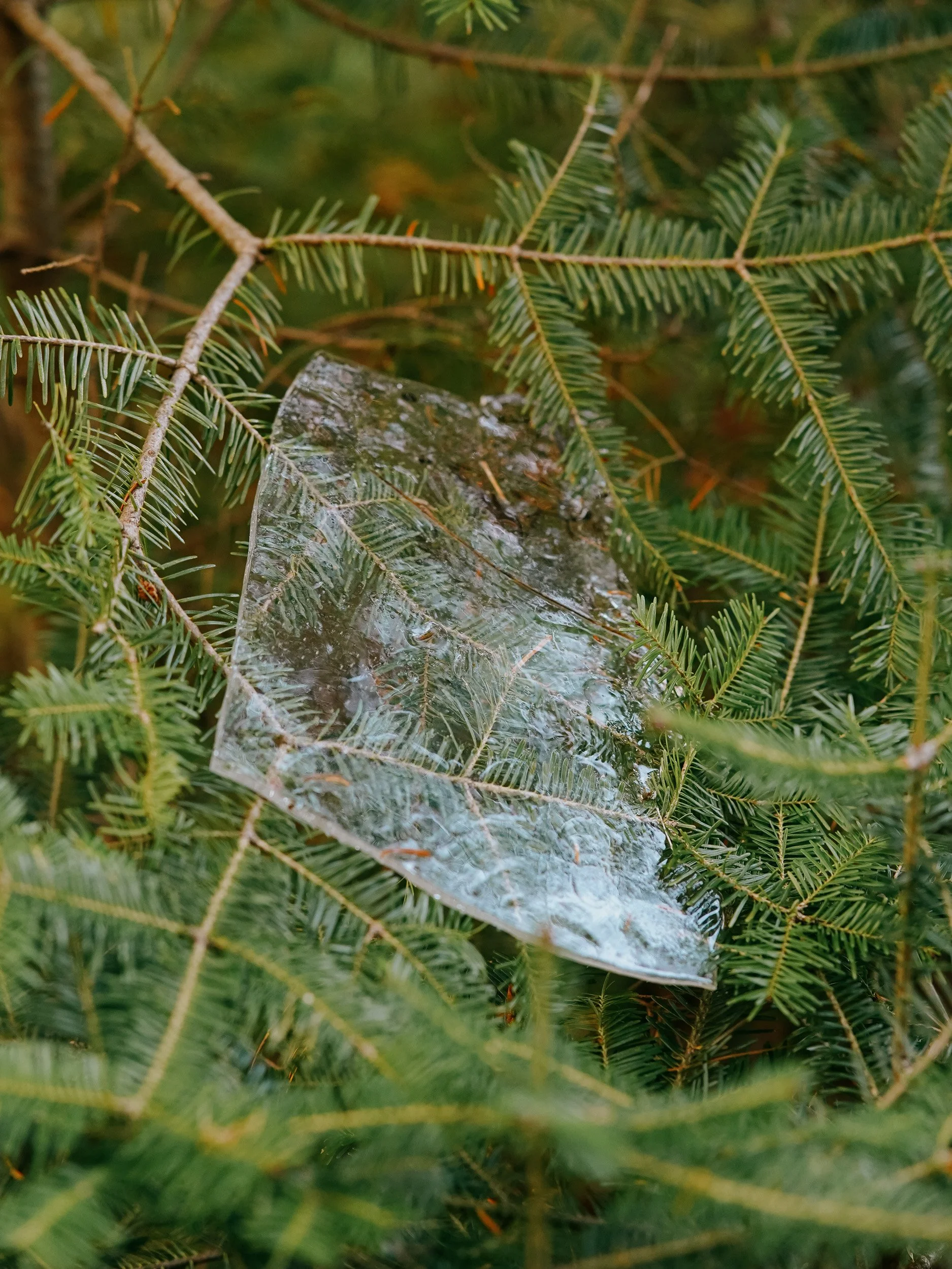 A sheet of clear ice lying on green pine tree branches with needles.