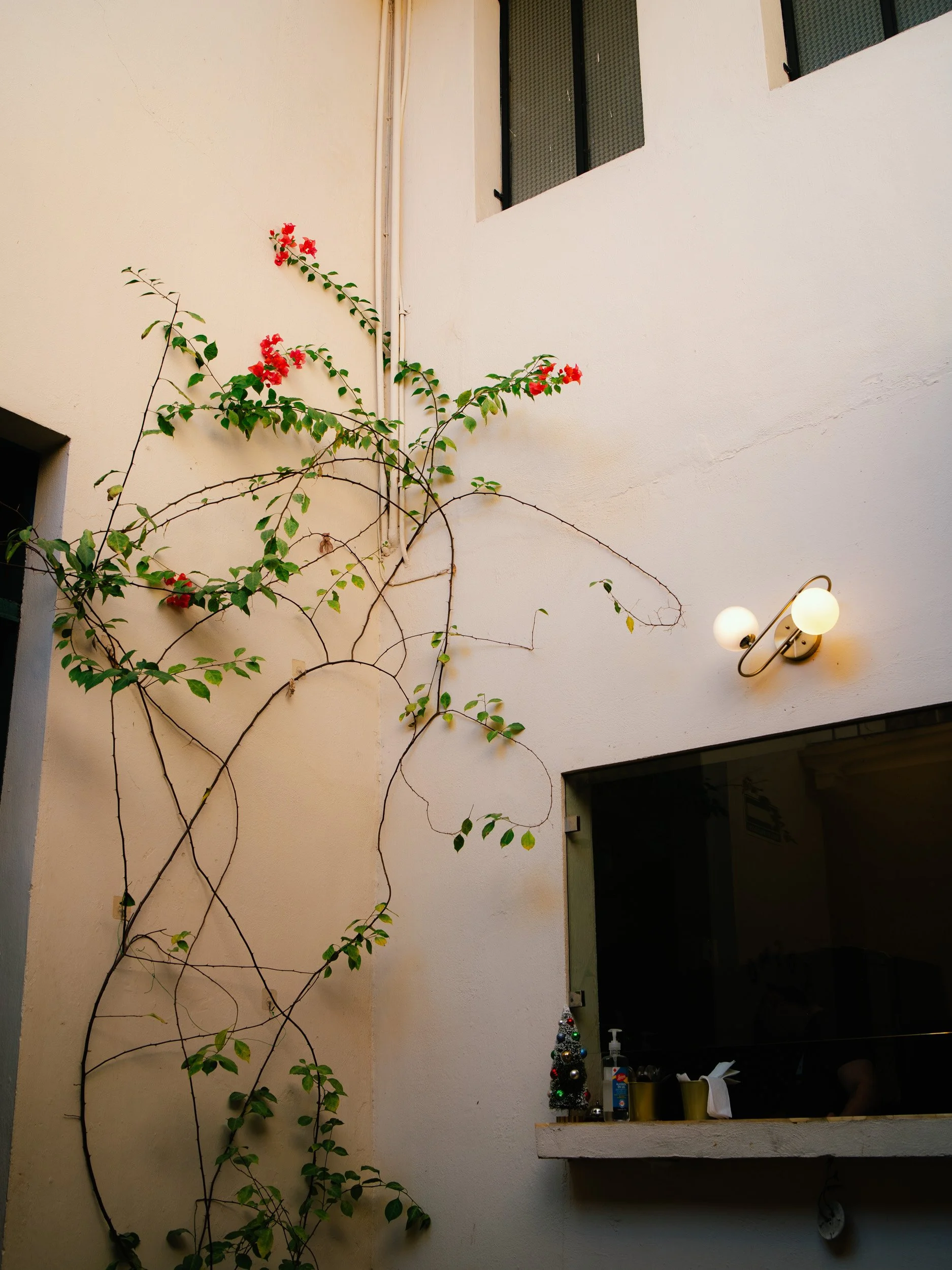A white exterior wall with a climbing plant that has red flowers, a modern light fixture with two round bulbs, and a window with small Christmas tree and other items on the ledge.