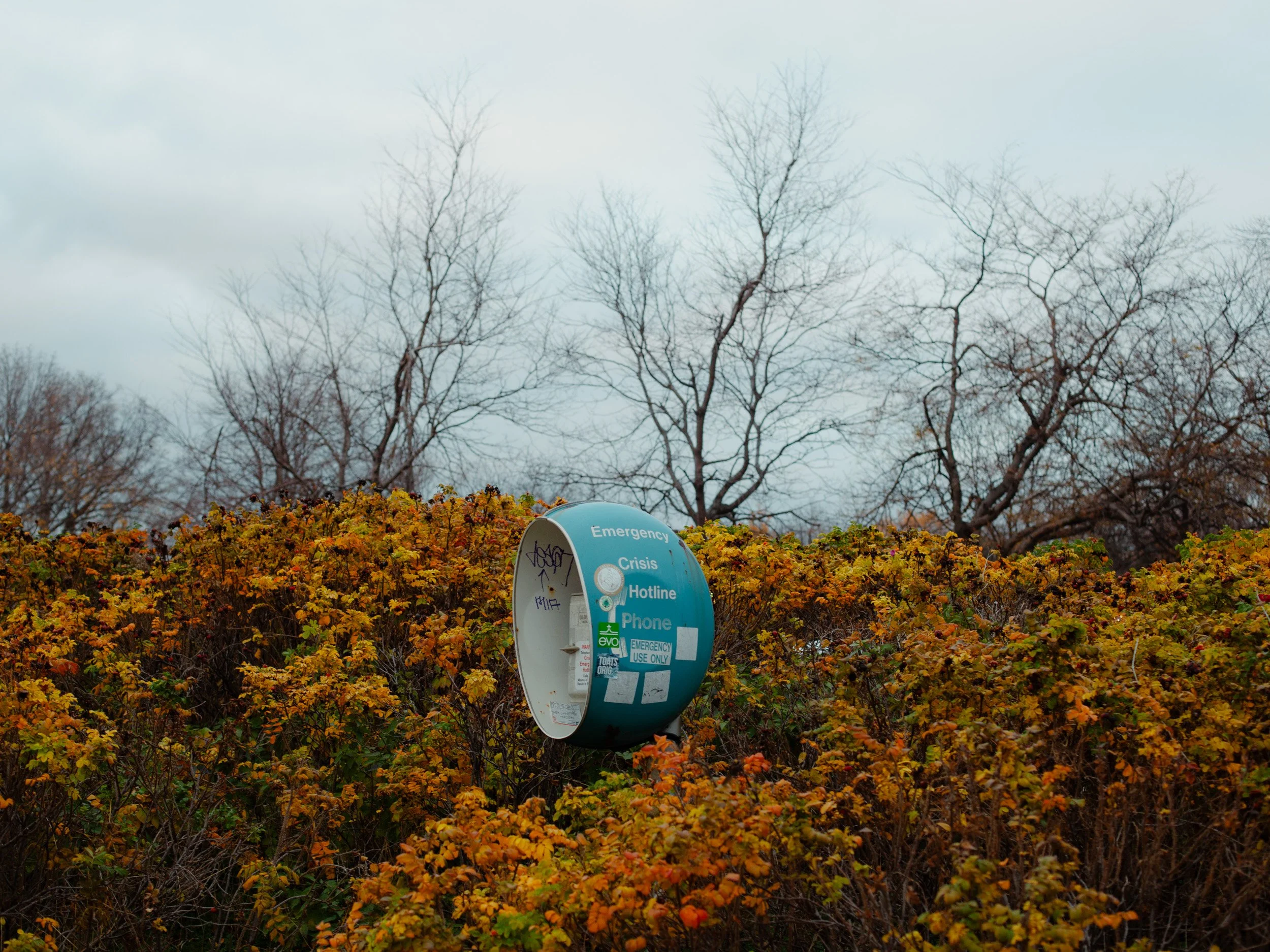 An abandoned blue emergency phone booth surrounded by orange and yellow shrubs with leafless trees in the background under an overcast sky.