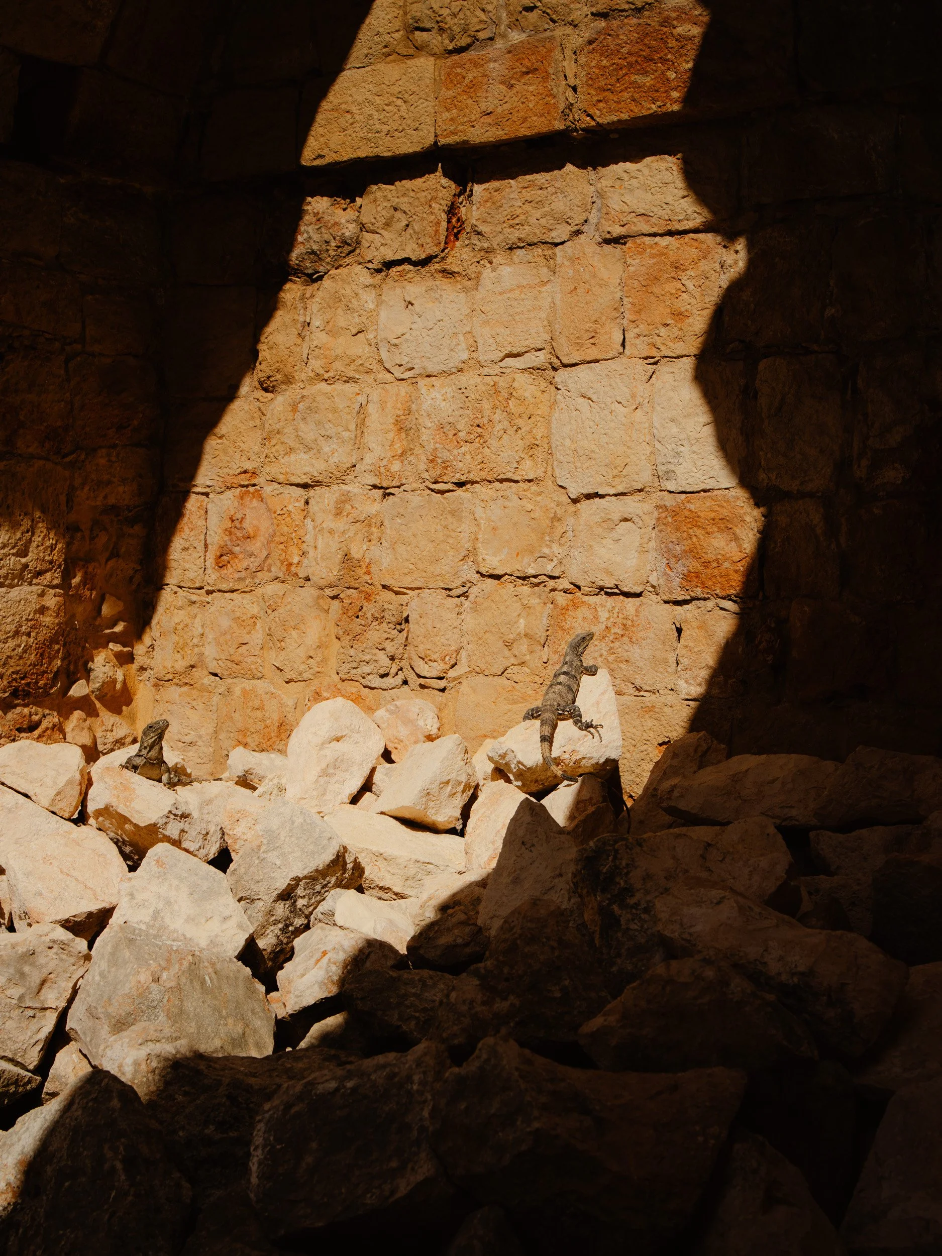 Two small lizards on rocks in front of a brick wall, with sunlight casting shadows.