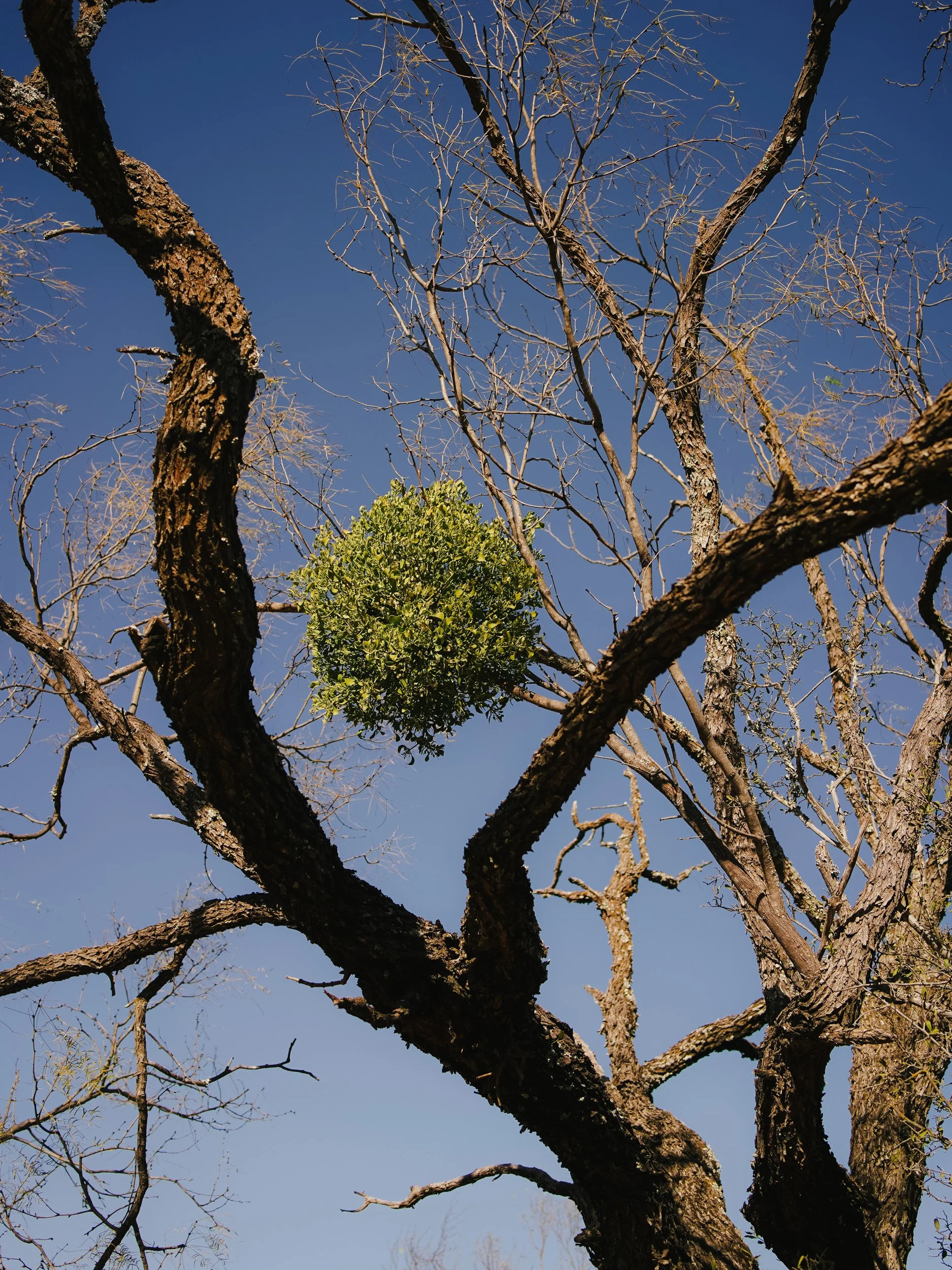 View from below of a tree with twisted branches, some with no leaves, and a green clump of leaves near the center, against a clear blue sky.