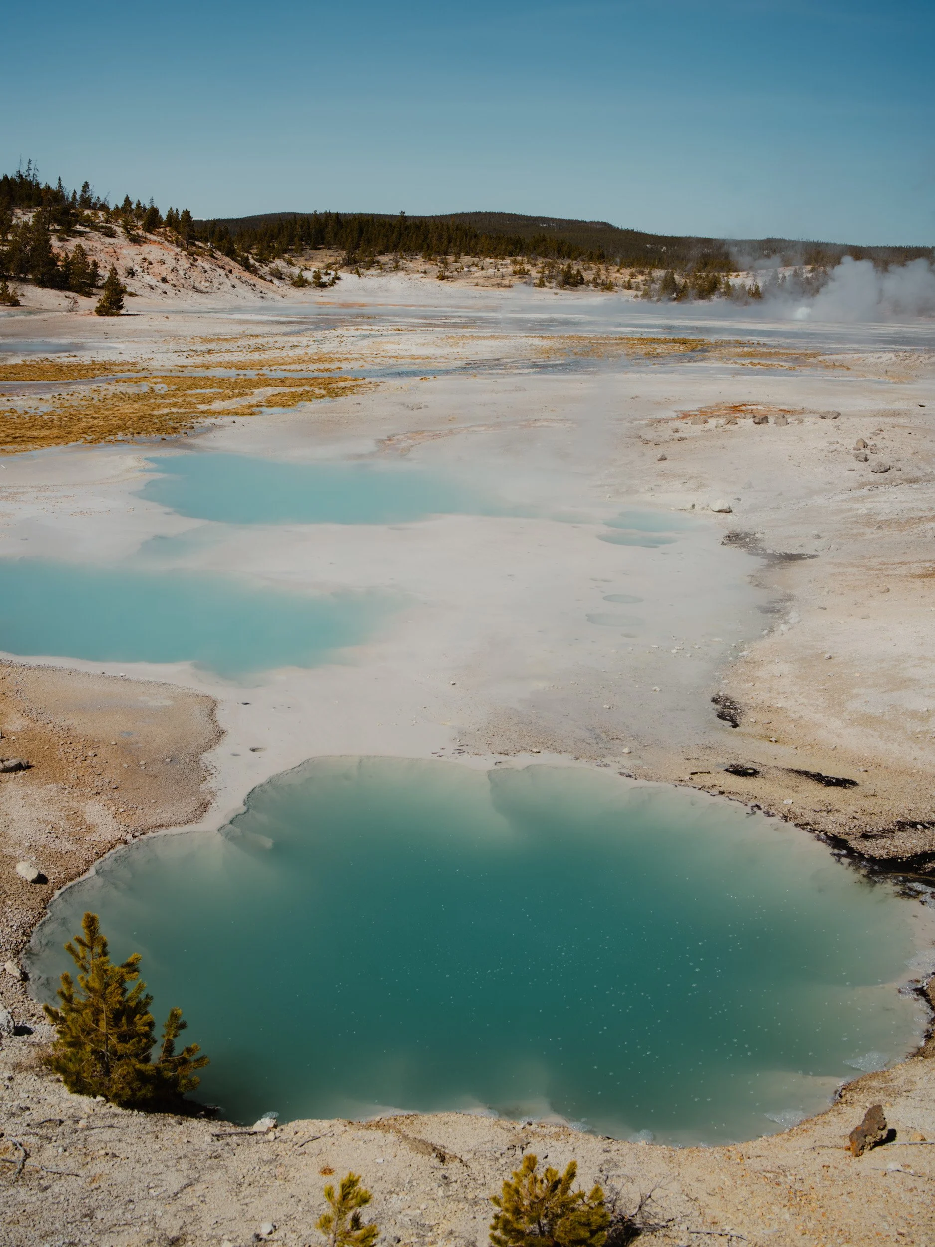 Hot springs in a geothermal area with steaming water, surrounded by barren land and sparse bushes, under a clear blue sky.
