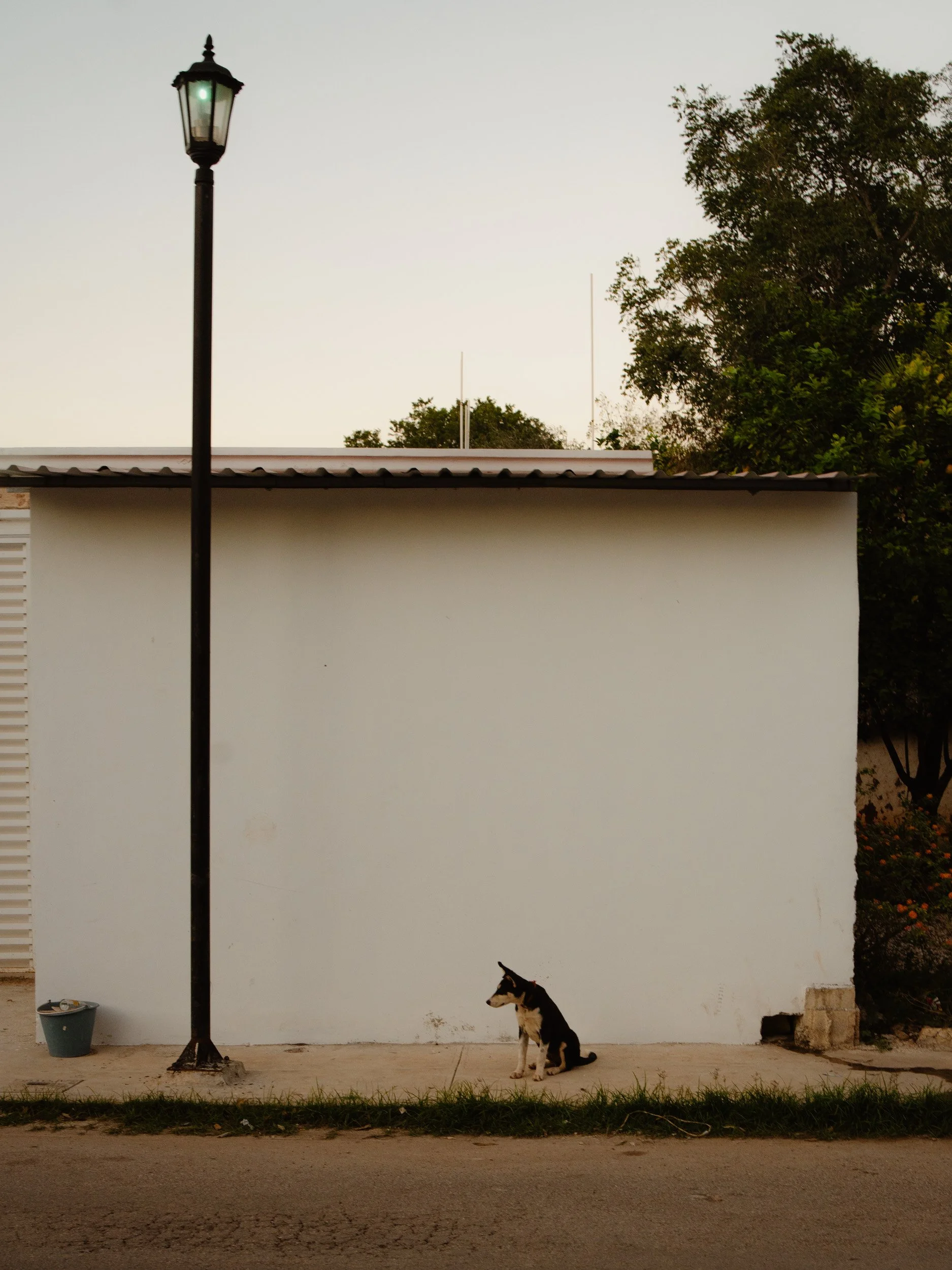 A black and white dog sitting on a sidewalk next to a white wall. There is a streetlamp to the left of the dog and a small trash bin nearby. In the background, there are trees and a clear sky.