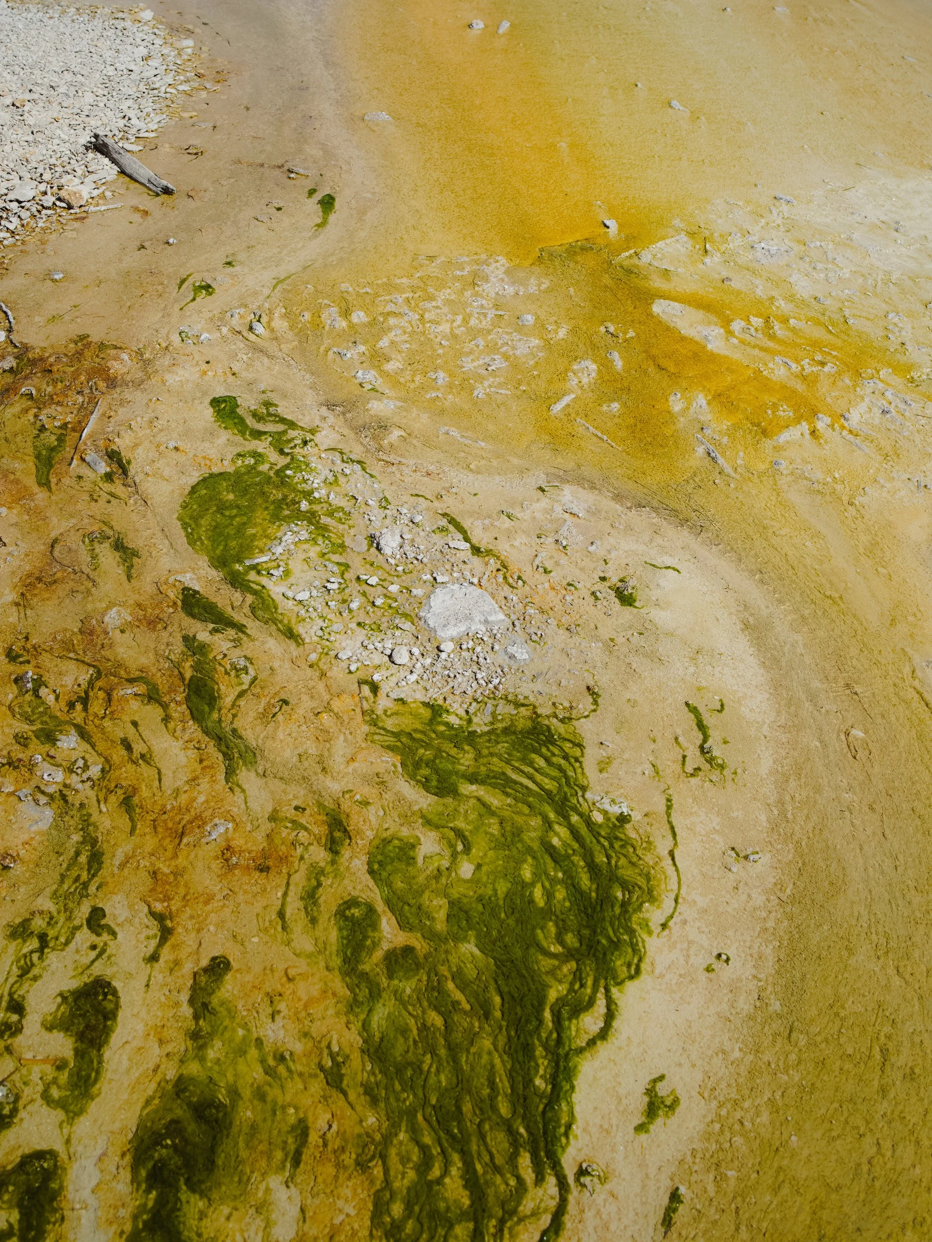 Close-up of a yellowish earthy surface with green algae and small stones, along with some wooden debris.