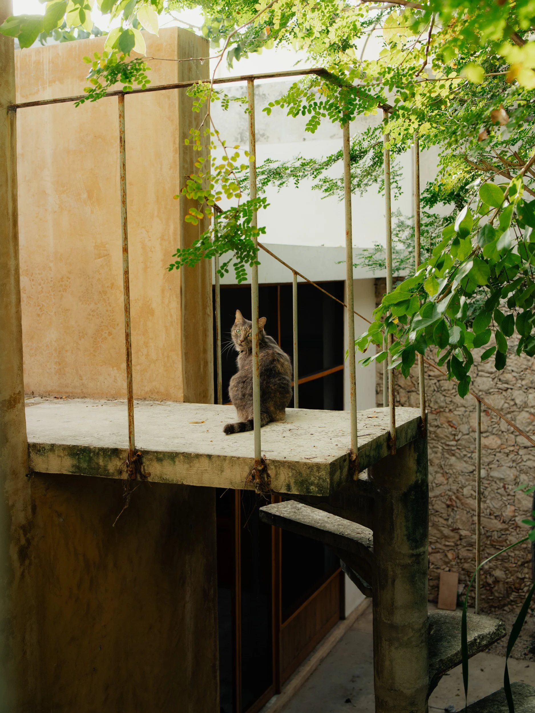 A cat sitting on a concrete platform on an outdoor staircase, surrounded by green leaves and with a yellow wall to the left and a white building in the background.