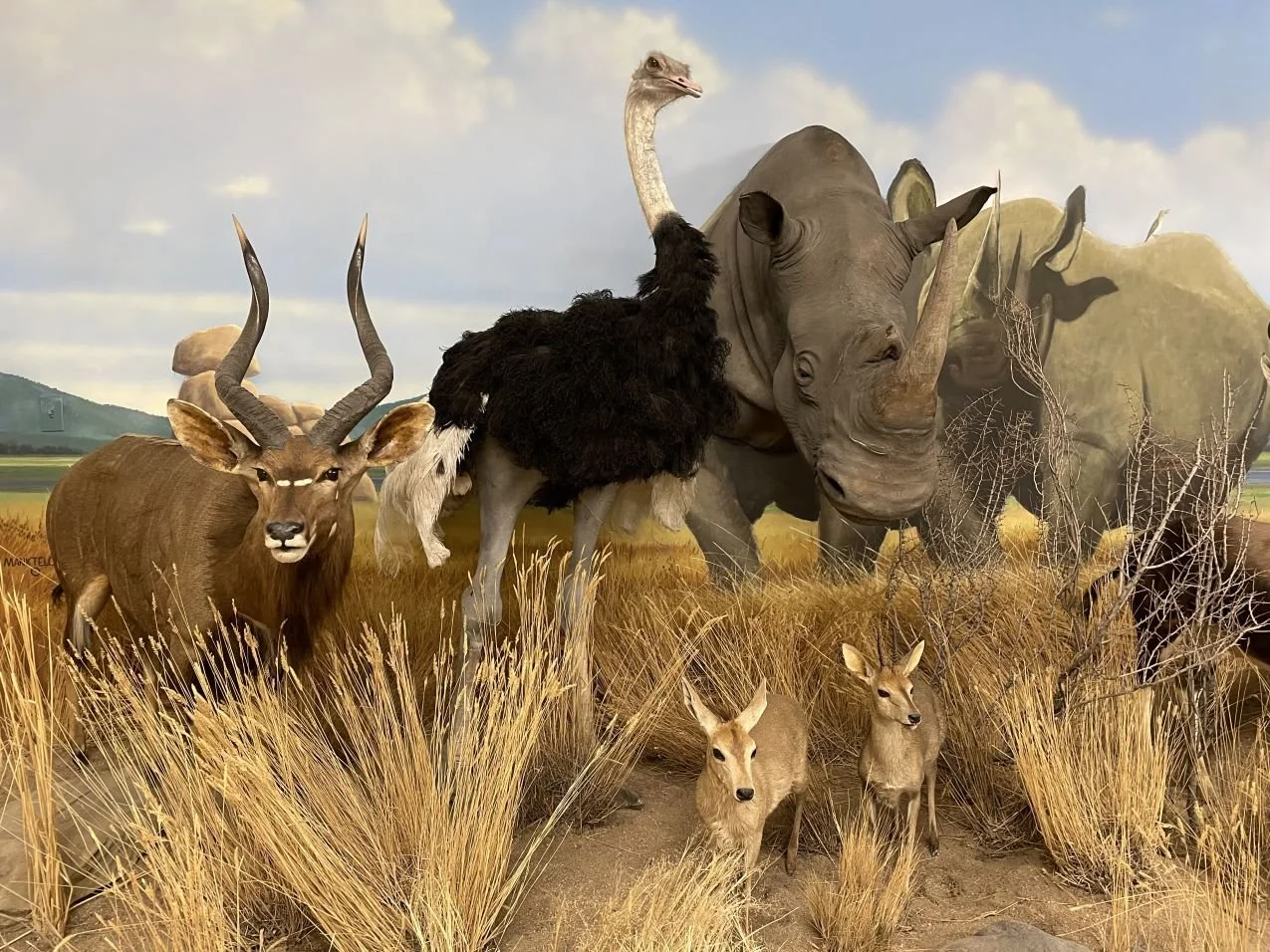 African Animals on display at Northeastern Nevada Museum. Things to do in Elko, NV