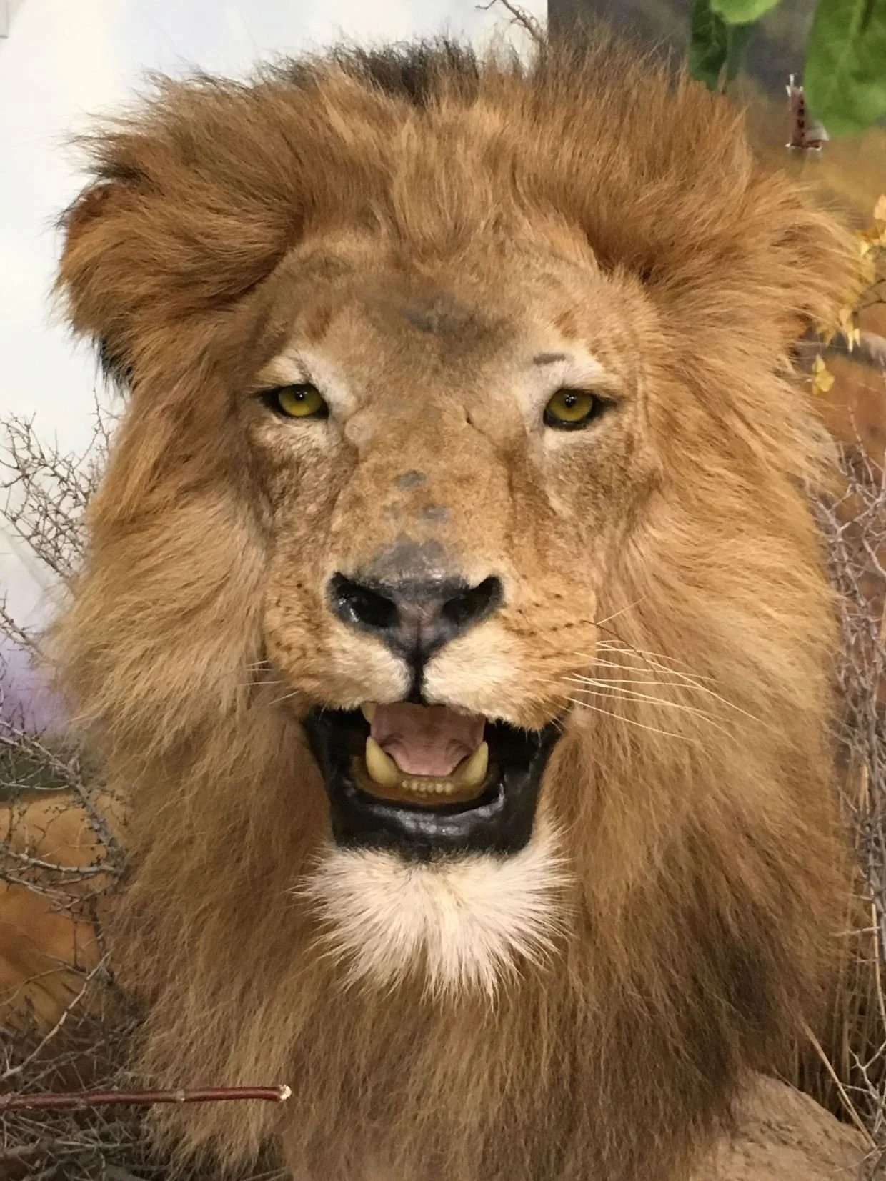 lion head-min.JPG
