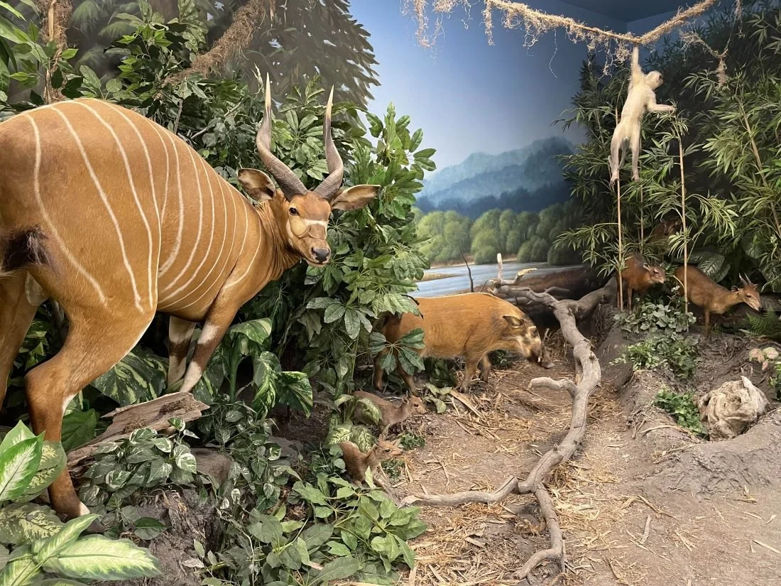 Bongo at Northeastern Nevada Museum.jpg