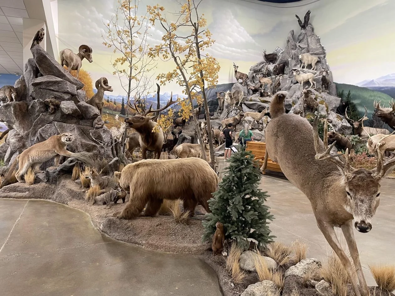 Nevada Animals and Animal Mountain things to do in Elko, Nevada