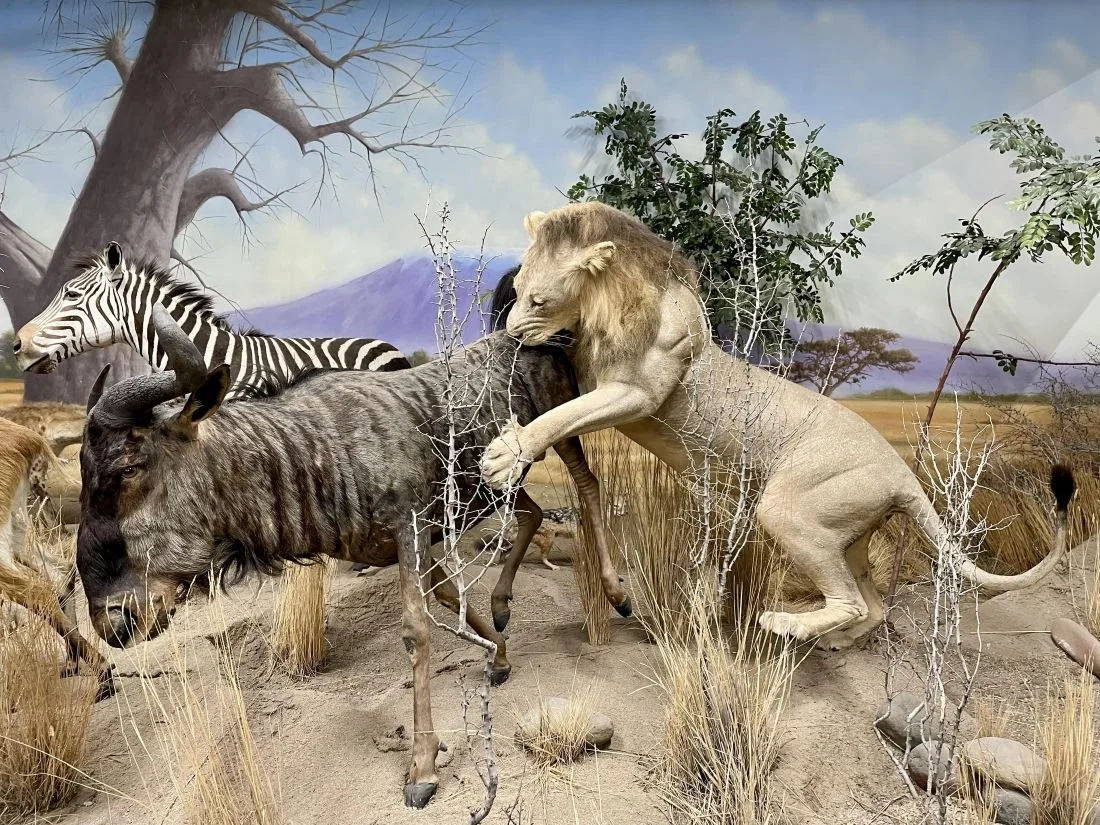 Lion Hunt display Elko museum