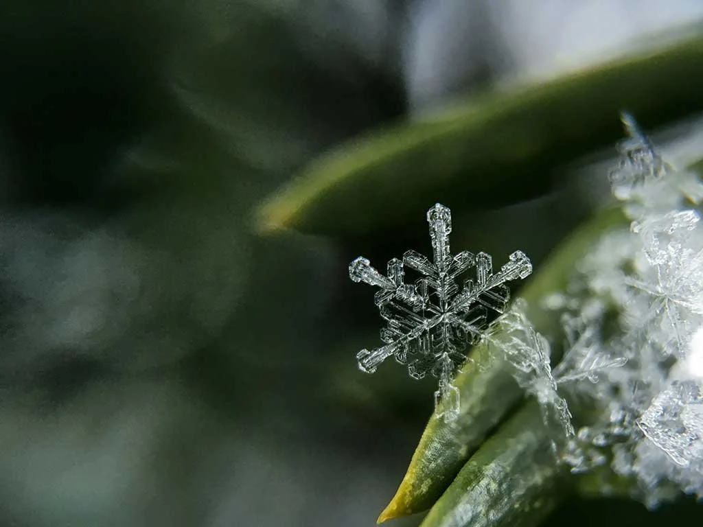 Wintering: The Quiet Work Before Creation