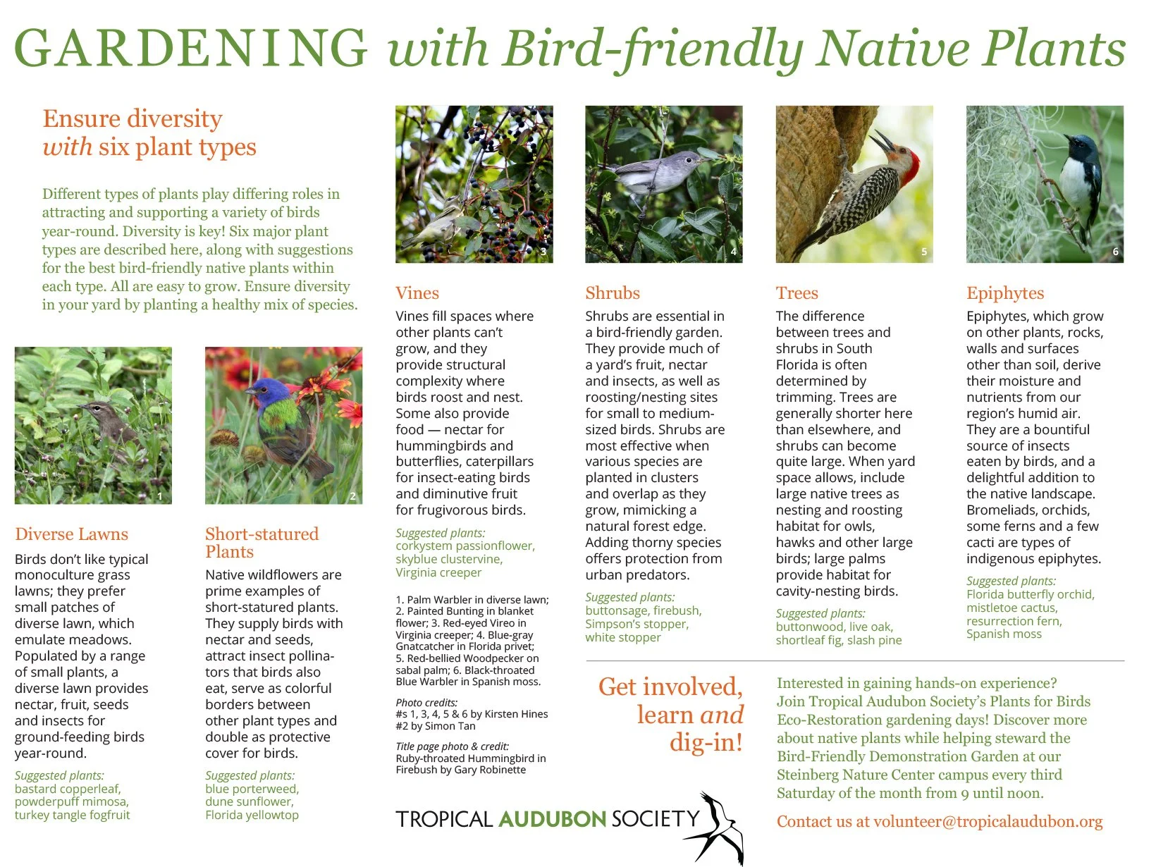 Informational poster on bird-friendly native plants for gardening, featuring images of various birds and plants, including a hummingbird, woodpecker, and songbird, with descriptions of plant types like vines, shrubs, trees, epiphytes, and short-statured plants.