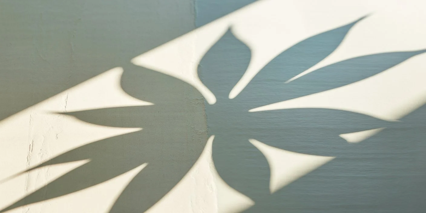 Shadow of a plant on a cream wall
