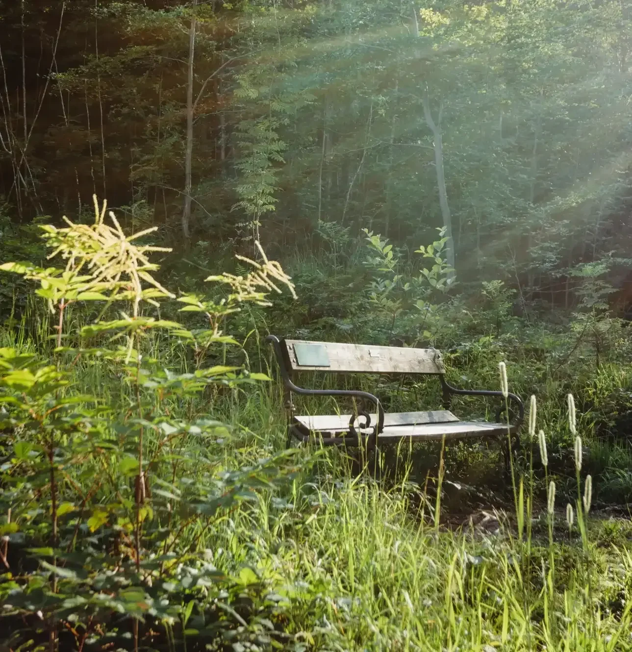 A Bench in a forest