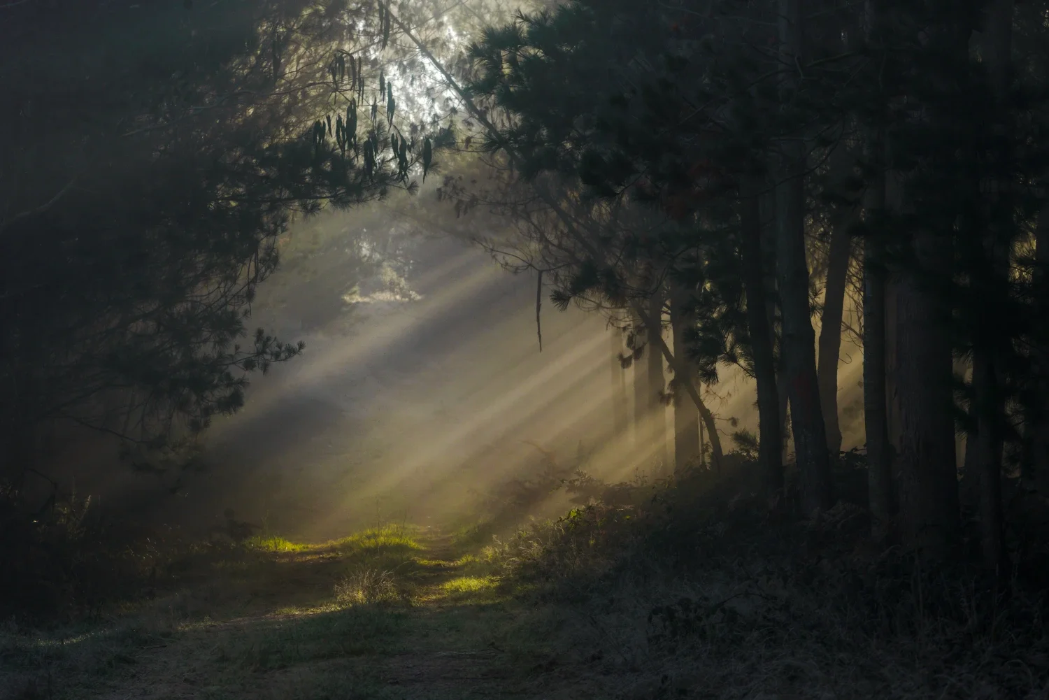 Sunlight shining through a cloudy forest