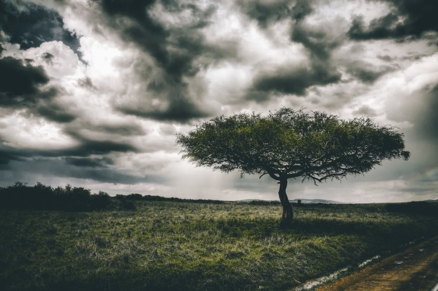 Asingle tree in a field with clouds overhead