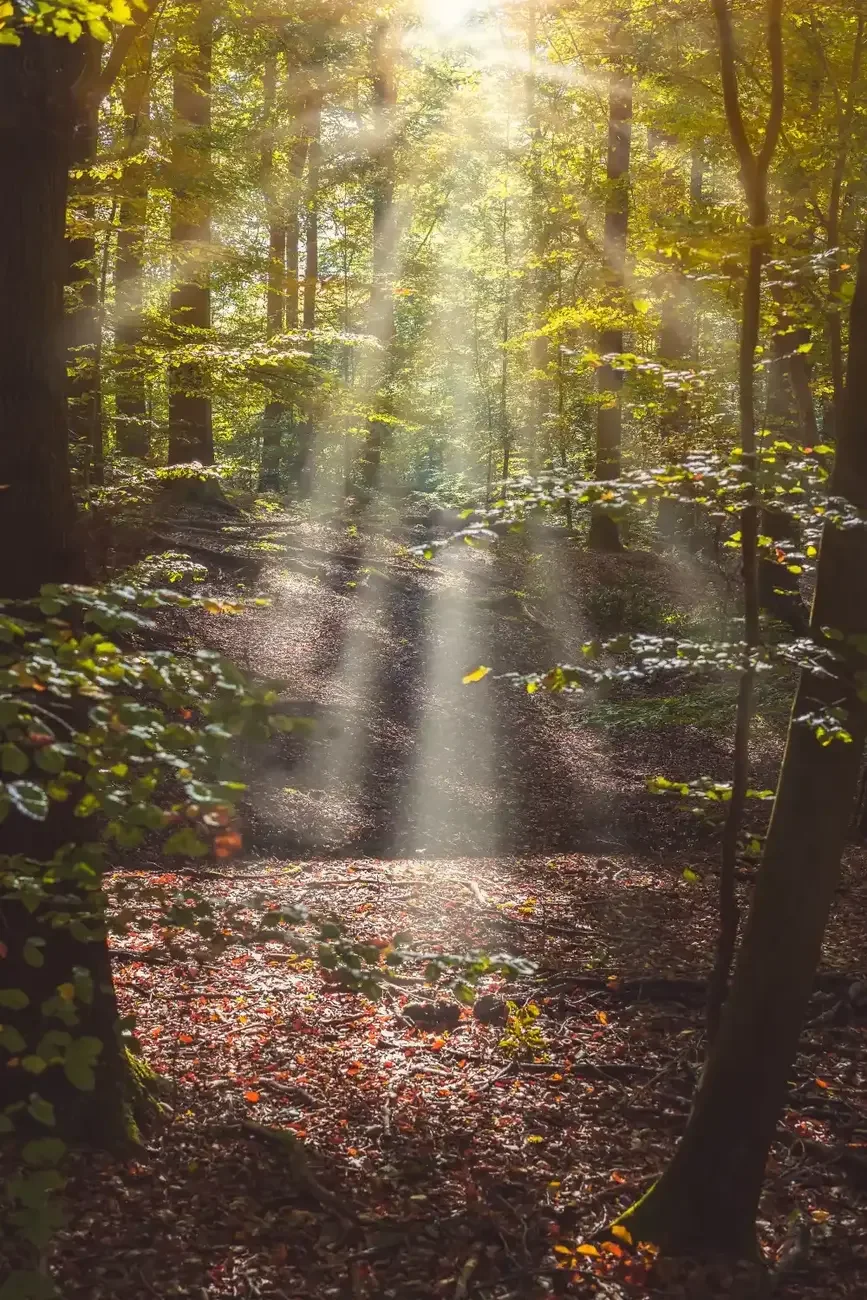 Sunlight shining through a canopy of trees