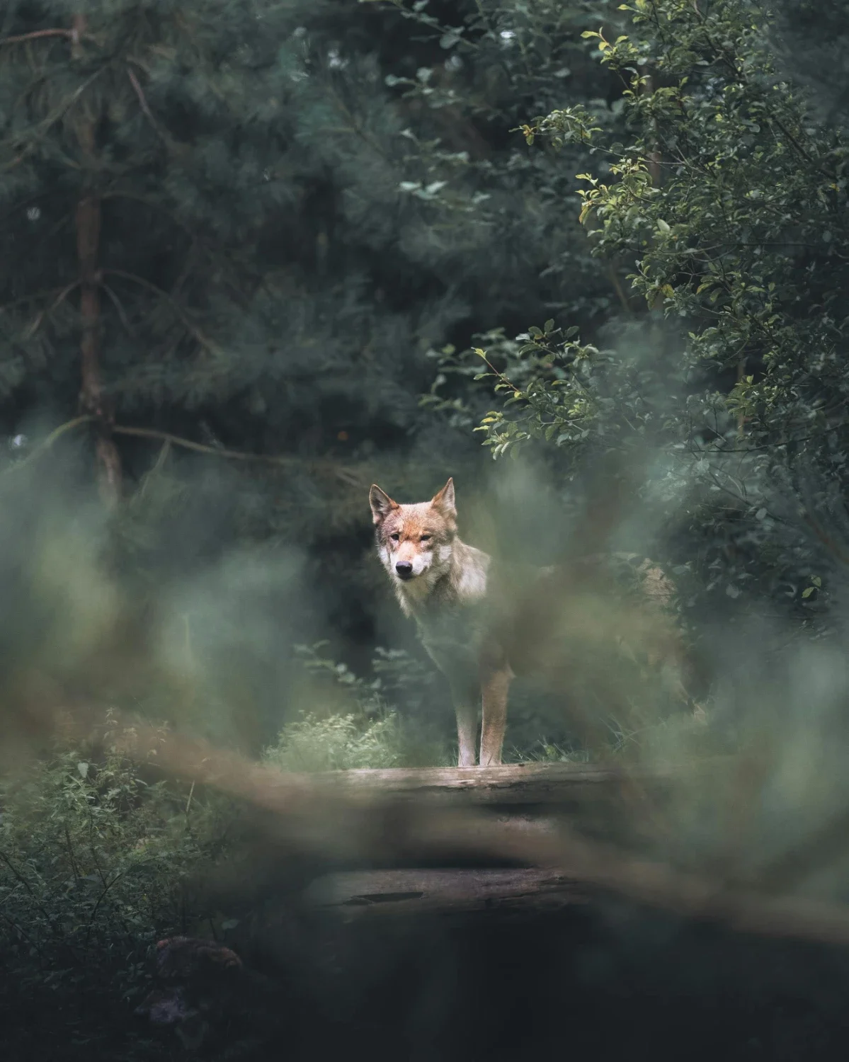 A Wolf standing on a fallen tree in a forest