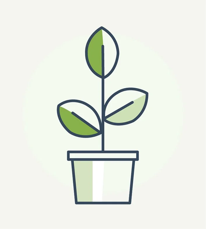 Image of a potted plant