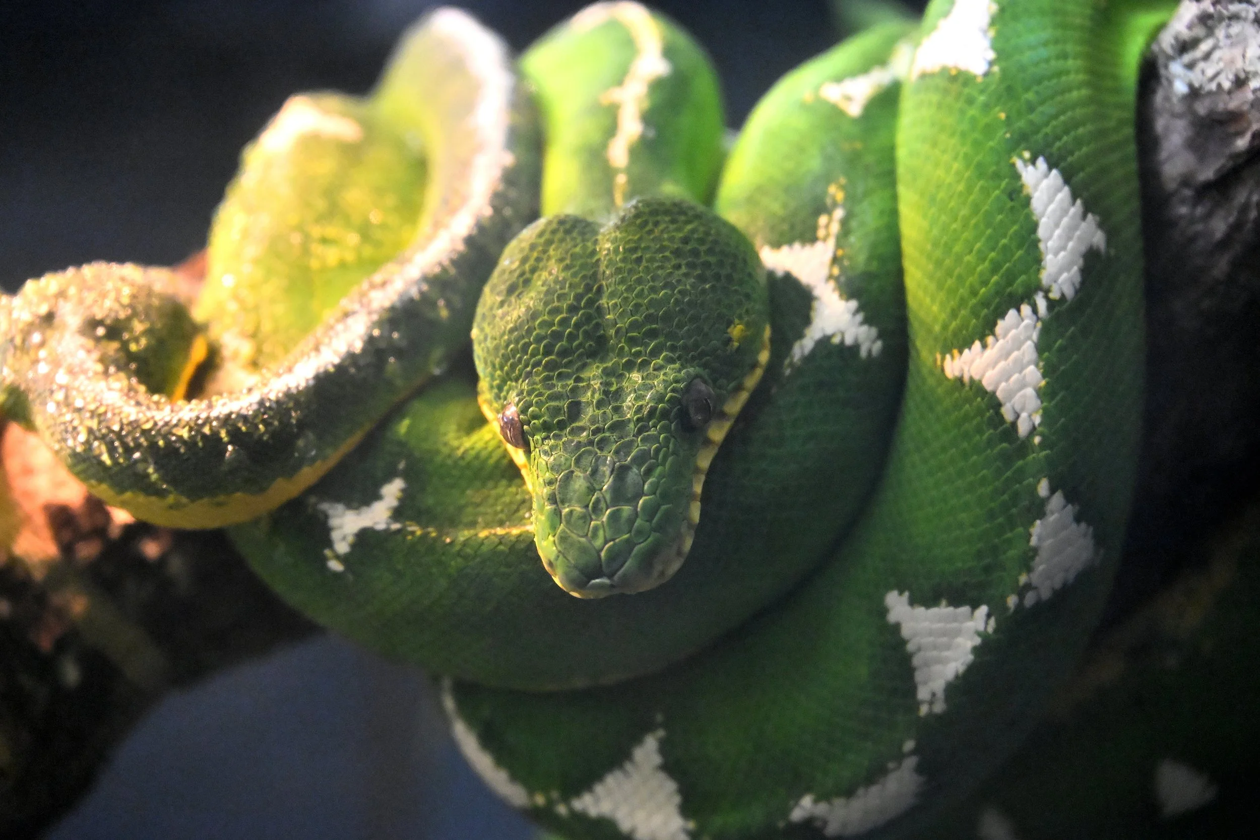 Close-up of a green and black patterned snake coiled around a branch, with its head facing forward.