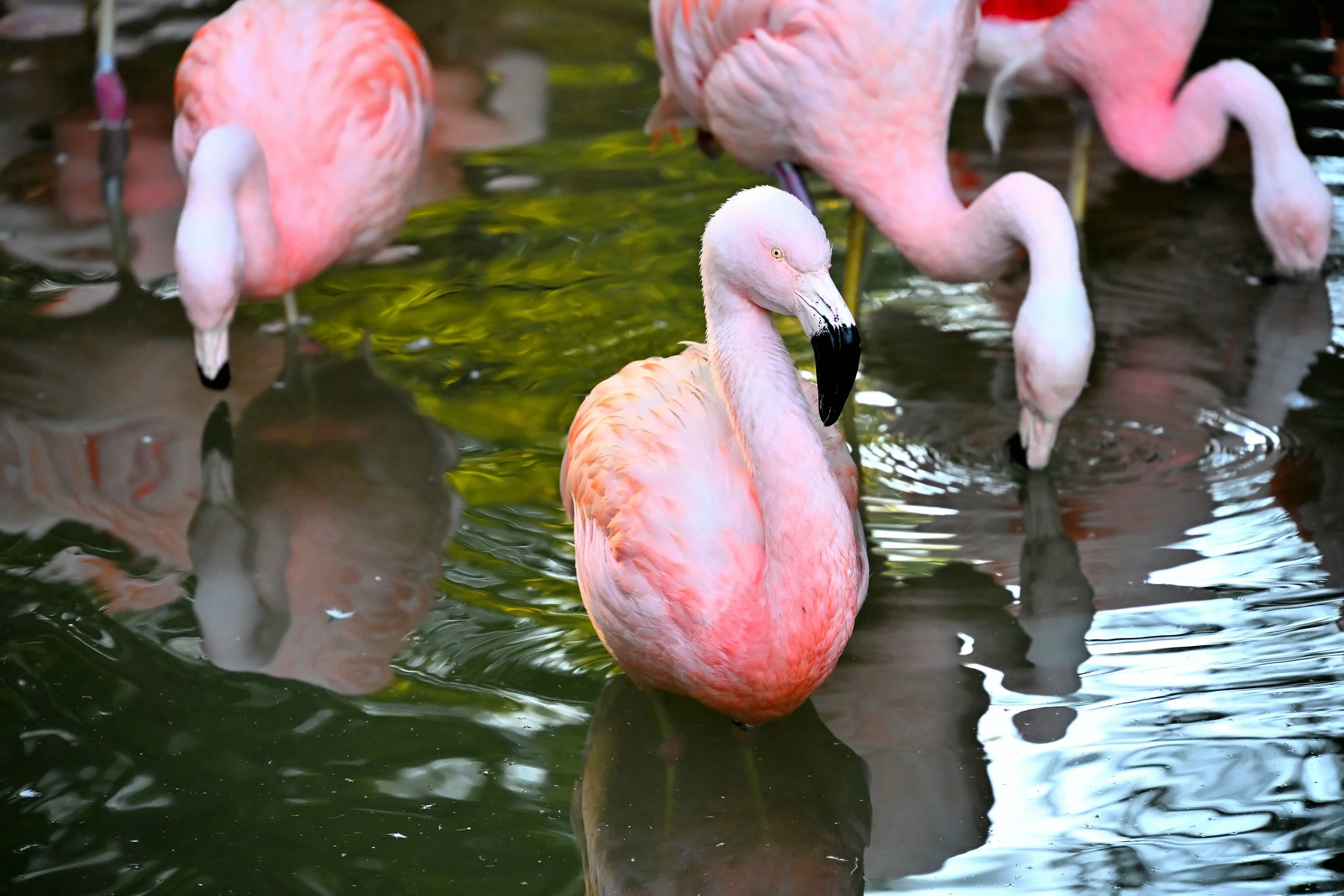 Pink flamingos standing in shallow water, with one in the foreground and others in the background.