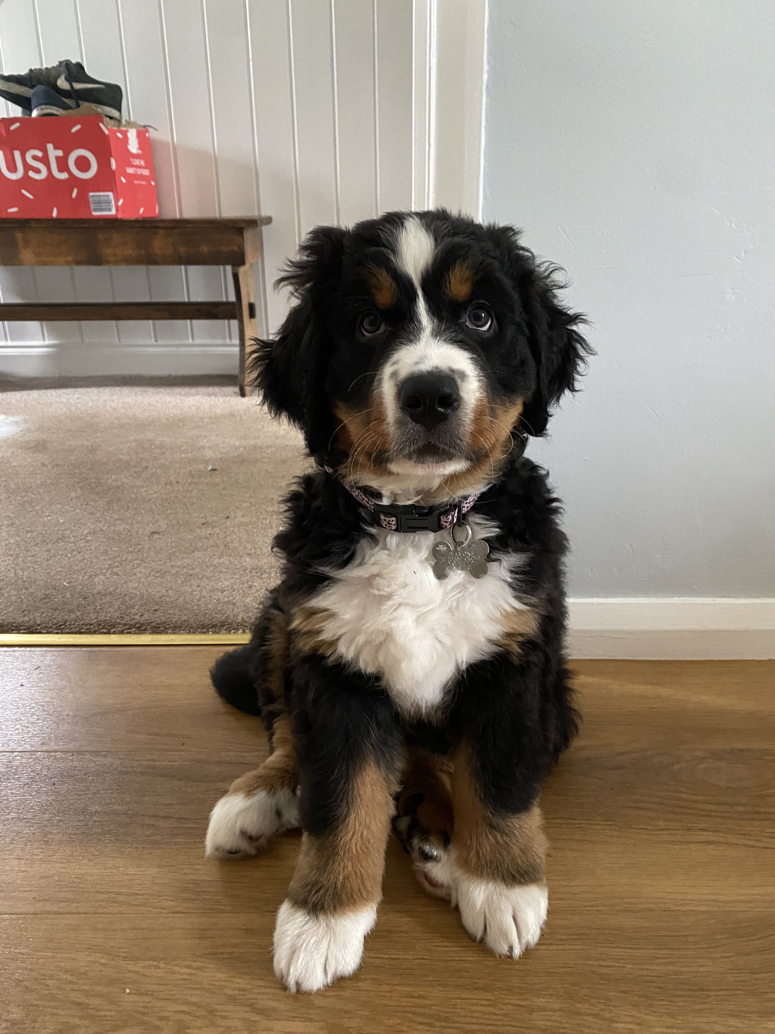 A Bernese Mountain Dog puppy sitting on a hardwood floor indoors.